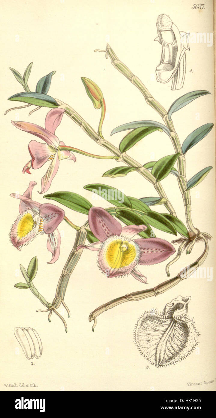 Dendrobium pulchellum ist eine in Südostasien heimische Orchideenart. Bekannt für seine schönen, kleinen Blüten, wächst er in tropischen Klimazonen und wird oft in Wäldern in niedrigeren Lagen gefunden. Die Orchidee wird im Gartenbau wegen ihres auffälligen Aussehens und ihrer zarten Blüten geschätzt. Stockfoto