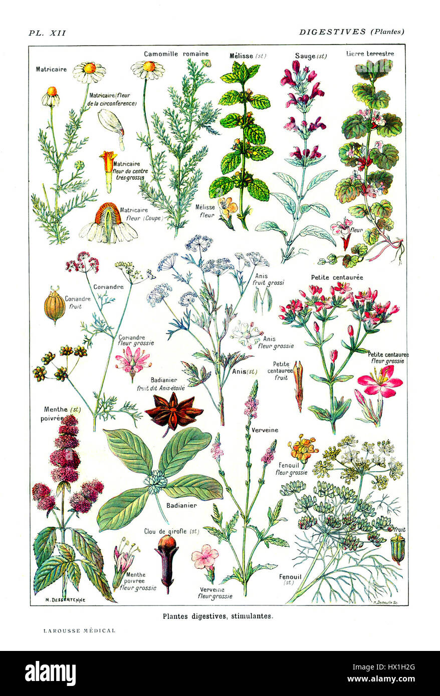 Eine botanische Referenz aus der Larousse-Enzyklopädie von 1911 über Verdauungspflanzen, die verschiedene Arten und ihre Verwendung für die Verdauungsgesundheit beschreibt. Es gibt Einblicke in pflanzliche Heilmittel und deren historische Bedeutung in der Medizin. Stockfoto