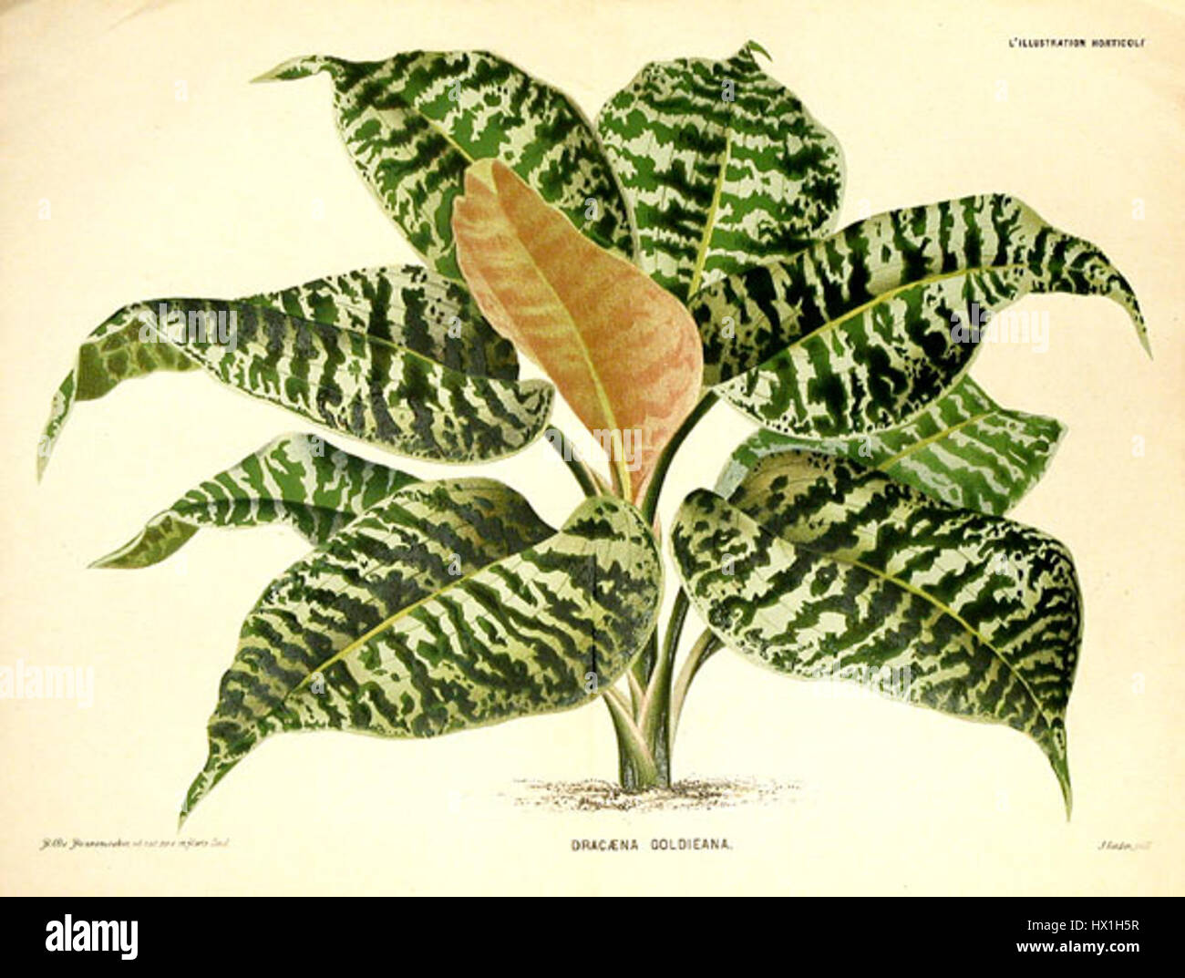 Dracaena goldieana ist eine Zierpflanze, die für ihre langen, schmalen Blätter und ihre auffällige grüne Farbe bekannt ist. Er wird häufig in der Landschaftsgestaltung und Inneneinrichtung verwendet, ist in tropischen Regionen beheimatet und lebt in gut durchlässigen Böden und indirektem Licht. Stockfoto