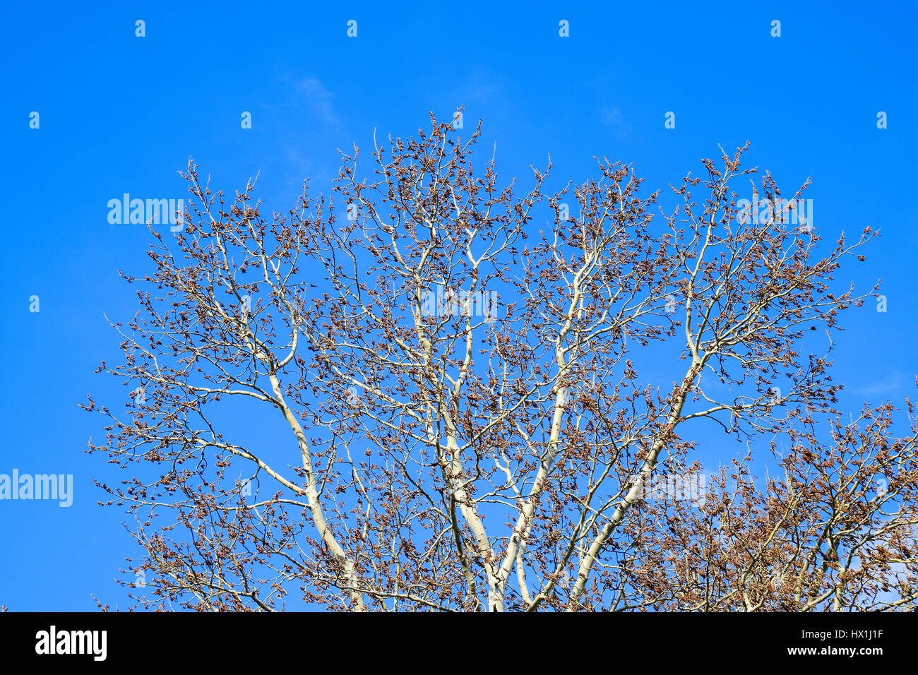 Silber-Pappel blühen. Silber-Pappel im Frühjahr. Pappel-Flaum von Blumen - Ohrringe. Stockfoto