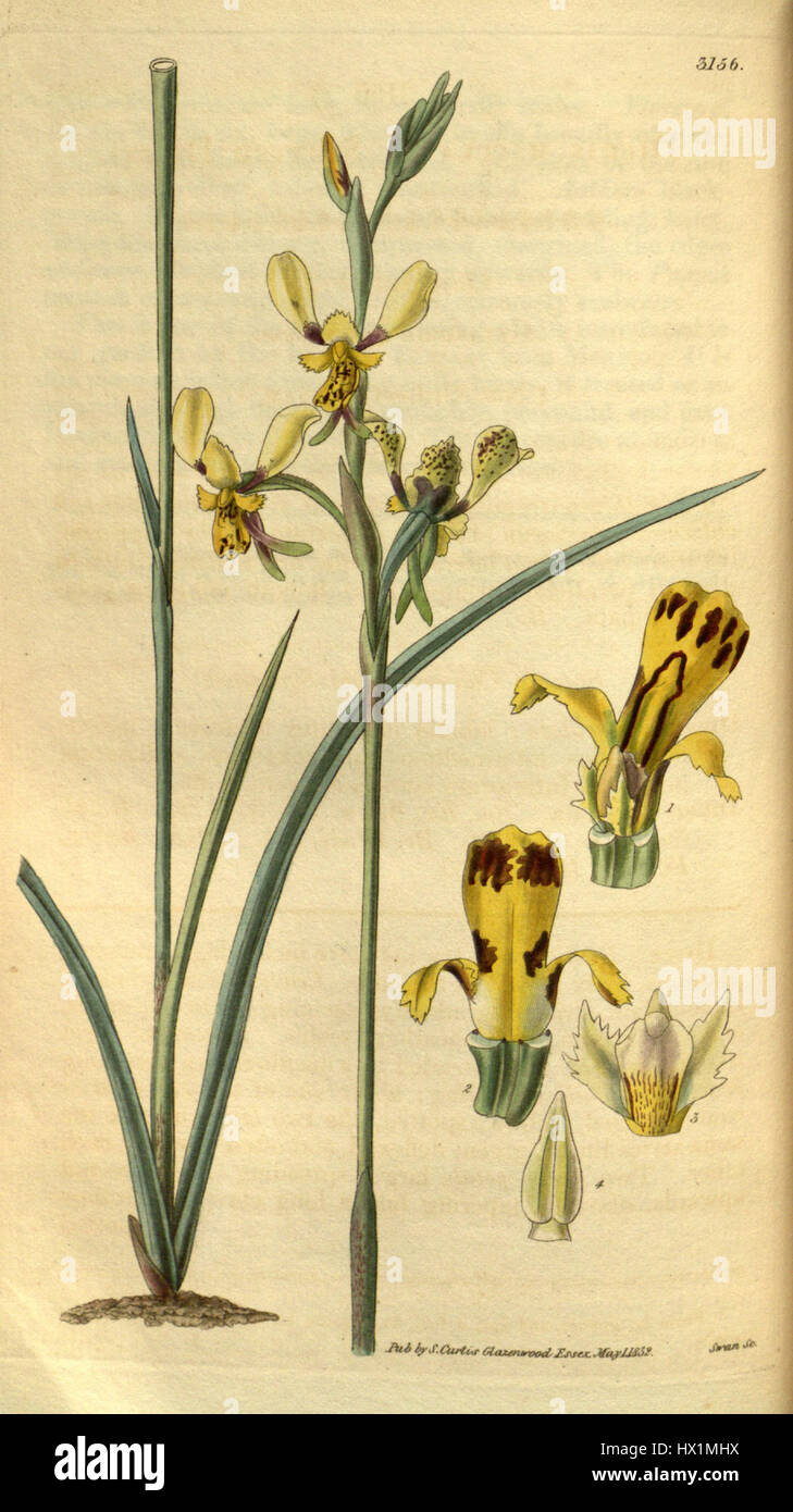 Diuris maculata, illustriert in Curtis' Botanical Magazine (1832), ist eine in Australien heimische Orchideenart. Bekannt für ihre auffälligen Markierungen ist diese Blume ein Paradebeispiel für die Vielfalt der australischen Flora. Stockfoto