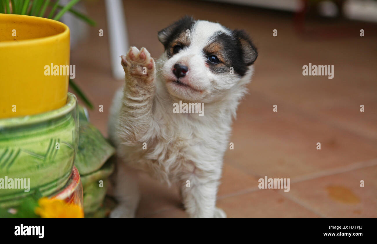 Fox Terrier Welpen Stockfoto