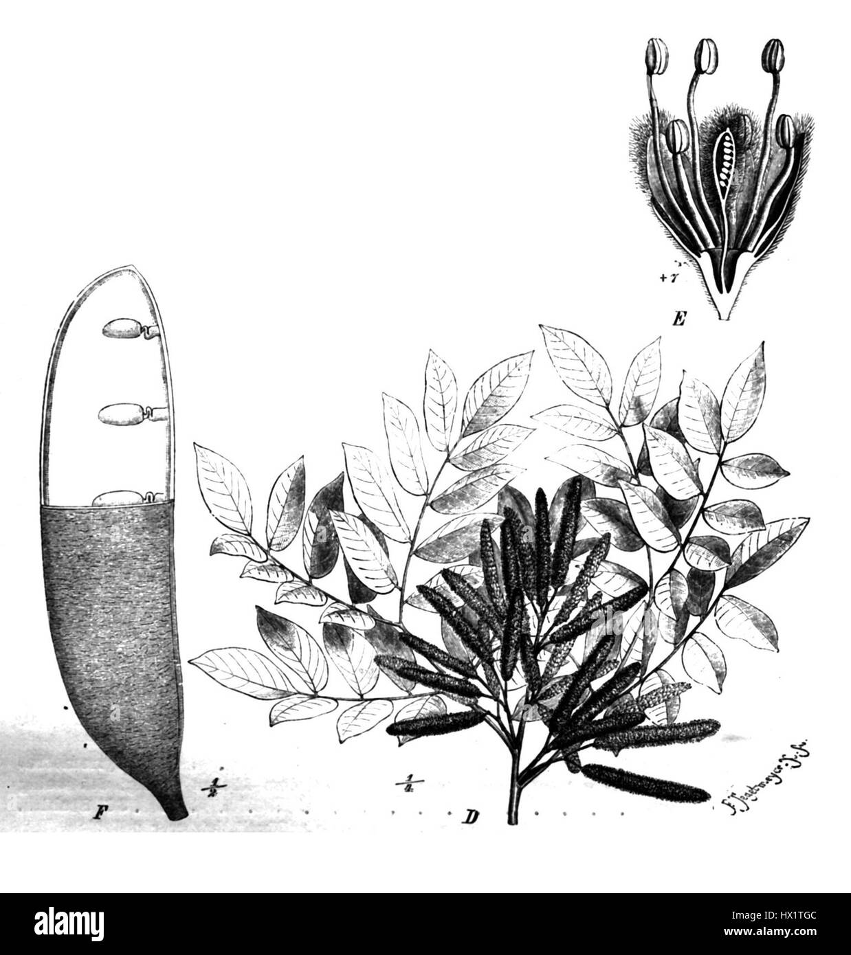 Erythrophleum suaveolens, allgemein bekannt als Taub75b, ist eine Baumart aus der Familie der Hülsenfrüchte. Es ist in tropischen Regionen beheimatet und ist bekannt für seine toxischen Eigenschaften und seine Verwendung in der traditionellen Medizin. Stockfoto