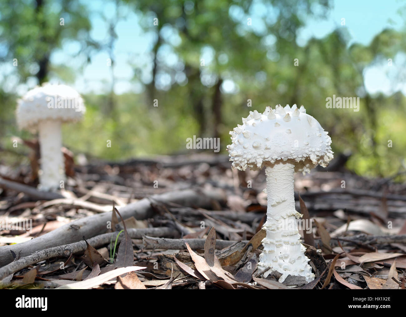 Weißen geschwollenen Amanita Pilzen (Fungi) mit Warzen oder Spitzen wachsen auf den australischen Waldboden Stockfoto