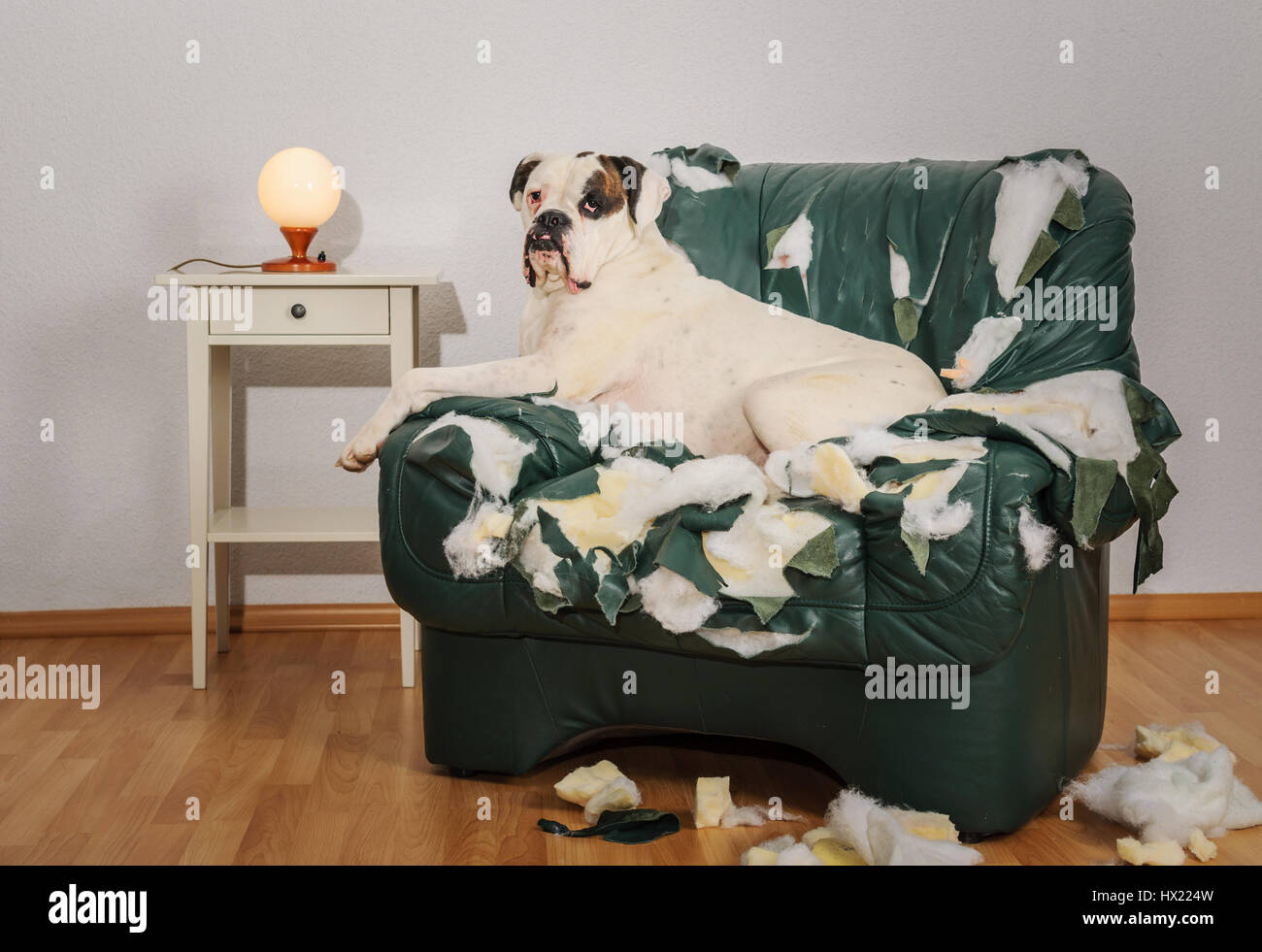 Boxer Hund zerstört einen Ledersessel. Hund allein zu Hause beschädigte
