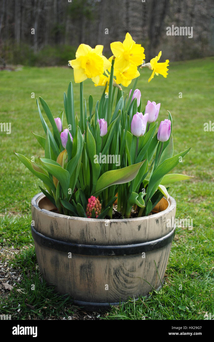 Frühlingsblumen in einem Container Garten gepflanzt Stockfoto