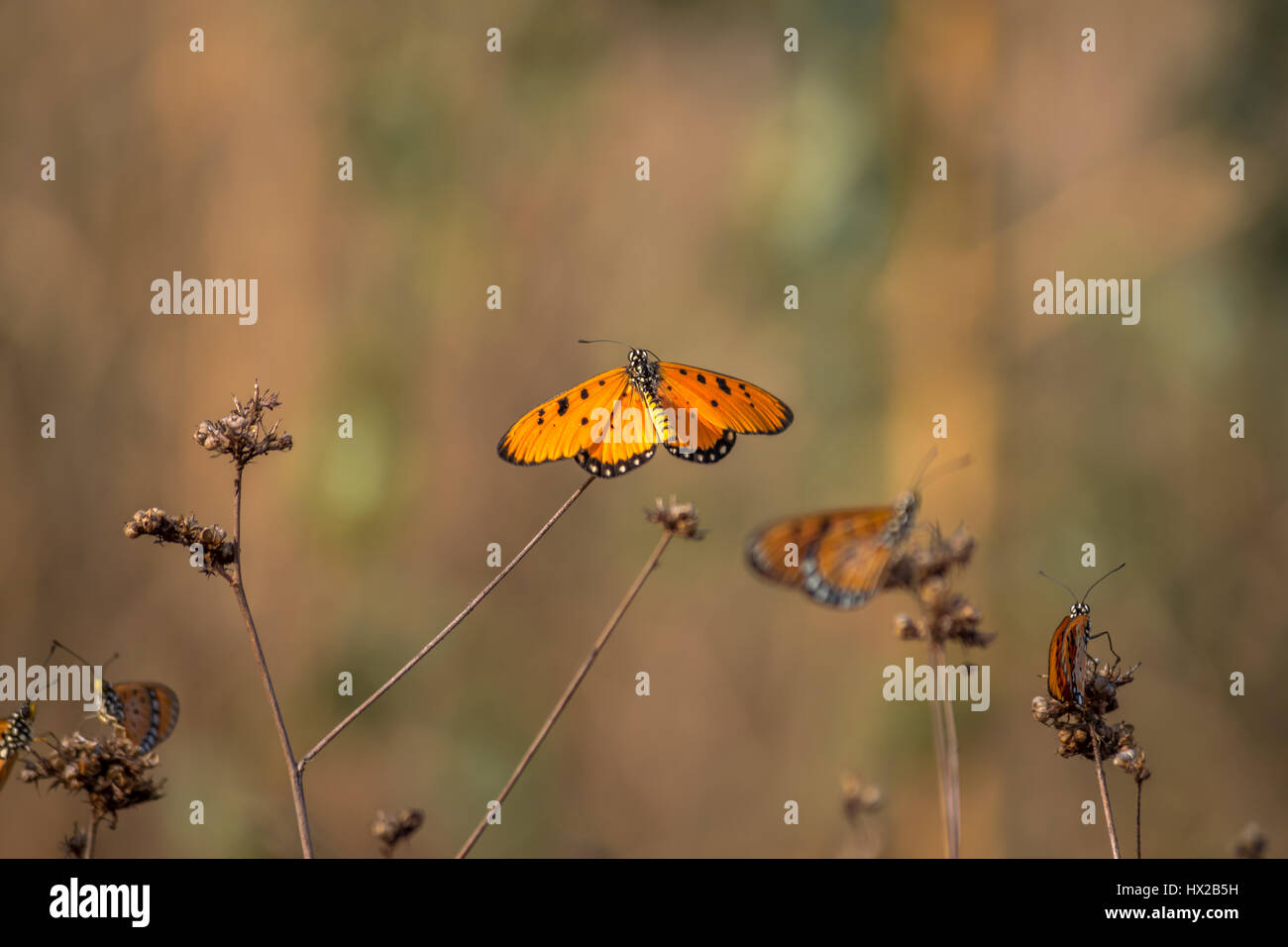Der Tawny Coster Schmetterling dehnen ihre Flügel, Indien Stockfoto