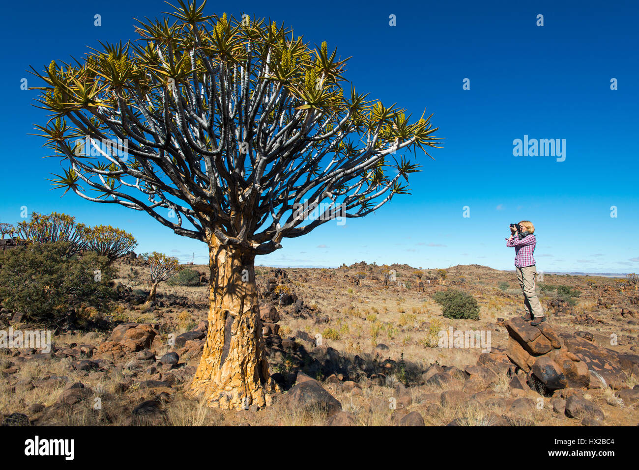 Frau macht Fotos von den Köcher Bäume Wald (Aloe Dichotoma) in der Nähe von Keetmanshoop, Namibia Stockfoto