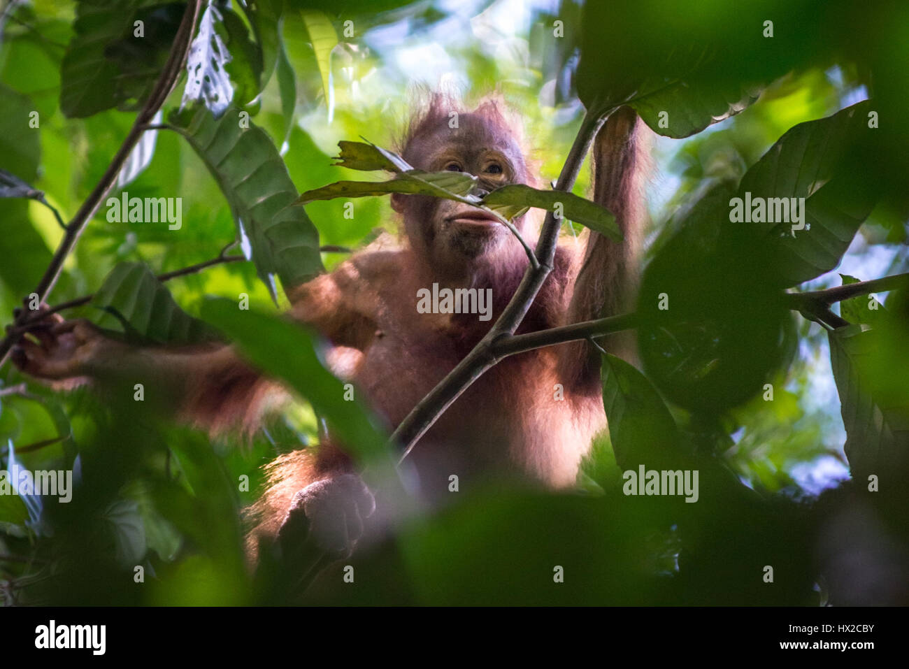 Baby Bornean Orang-Utan auf der Suche nach Lebensmitteln im Kutai-Nationalpark, Indonesien. Stockfoto
