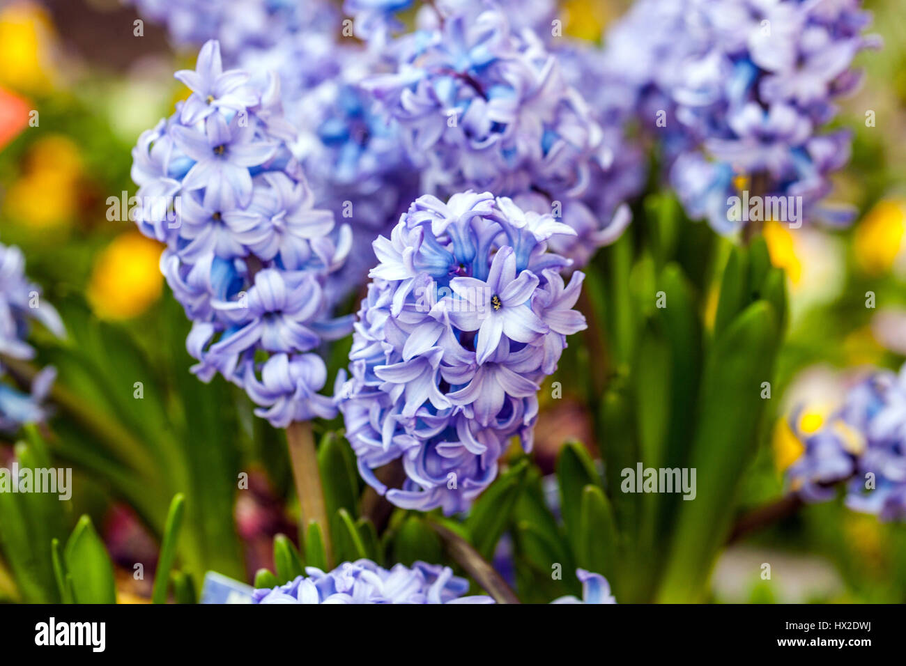 Blaue Hyazinthen Hyacinthus orientalis Stockfoto
