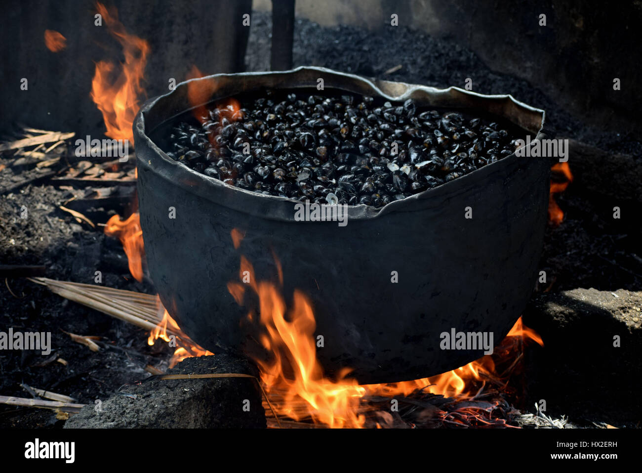 Fisch-Muschel oder Auster ist im Meer gefunden. Stockfoto