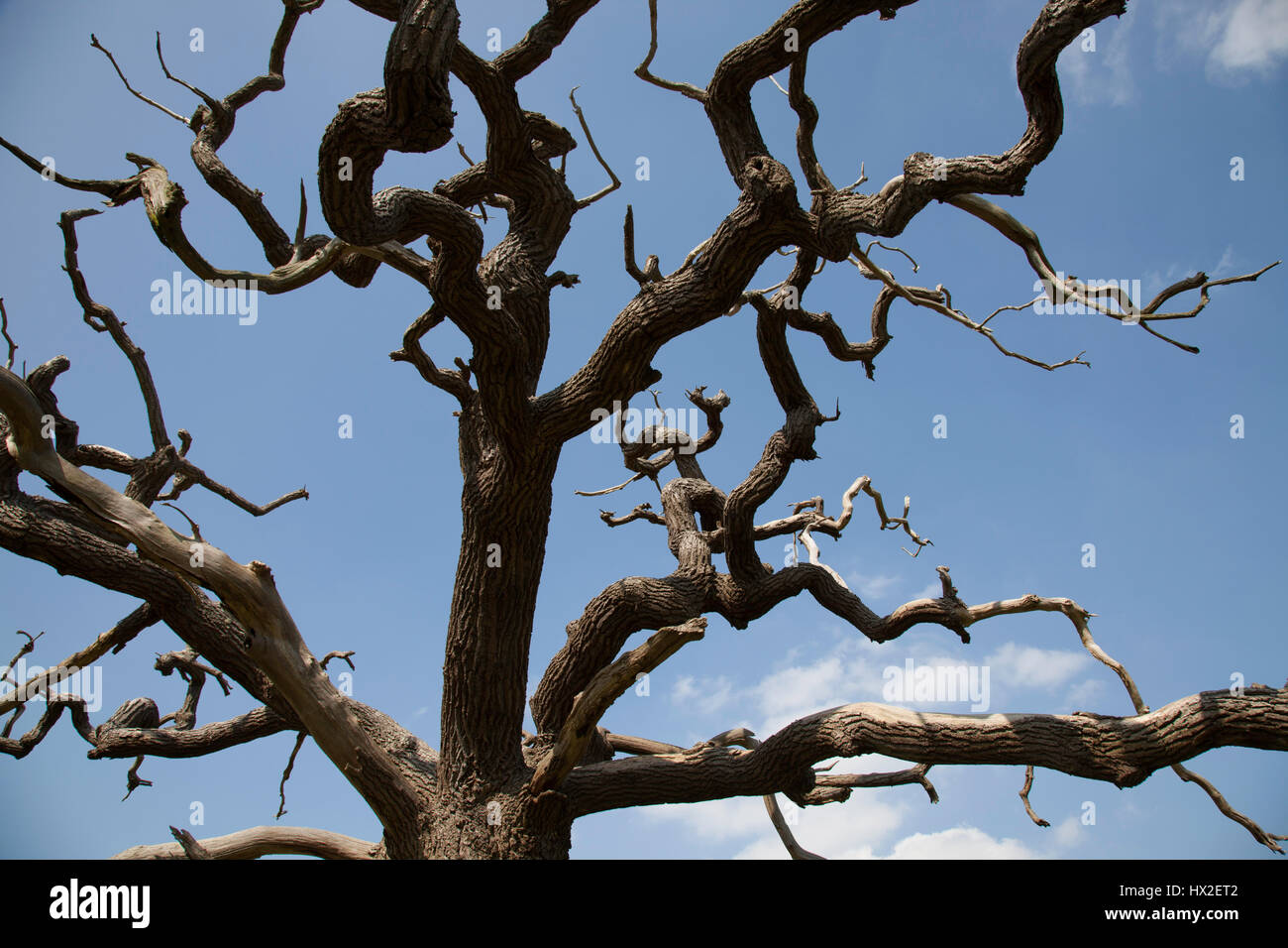 Die Toten Skelettreste eines Baumes mit leeren, verdrehte Zweige zeigen in alle Richtungen Stockfoto