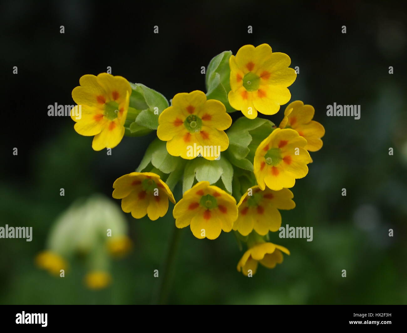 Primula Vulgaris; gemeinsamen Schlüsselblume wächst in den Rasen. Makro-Detail der Röschen und Staubblätter. Mehr Schlüsselblumen im Hintergrund. Stockfoto