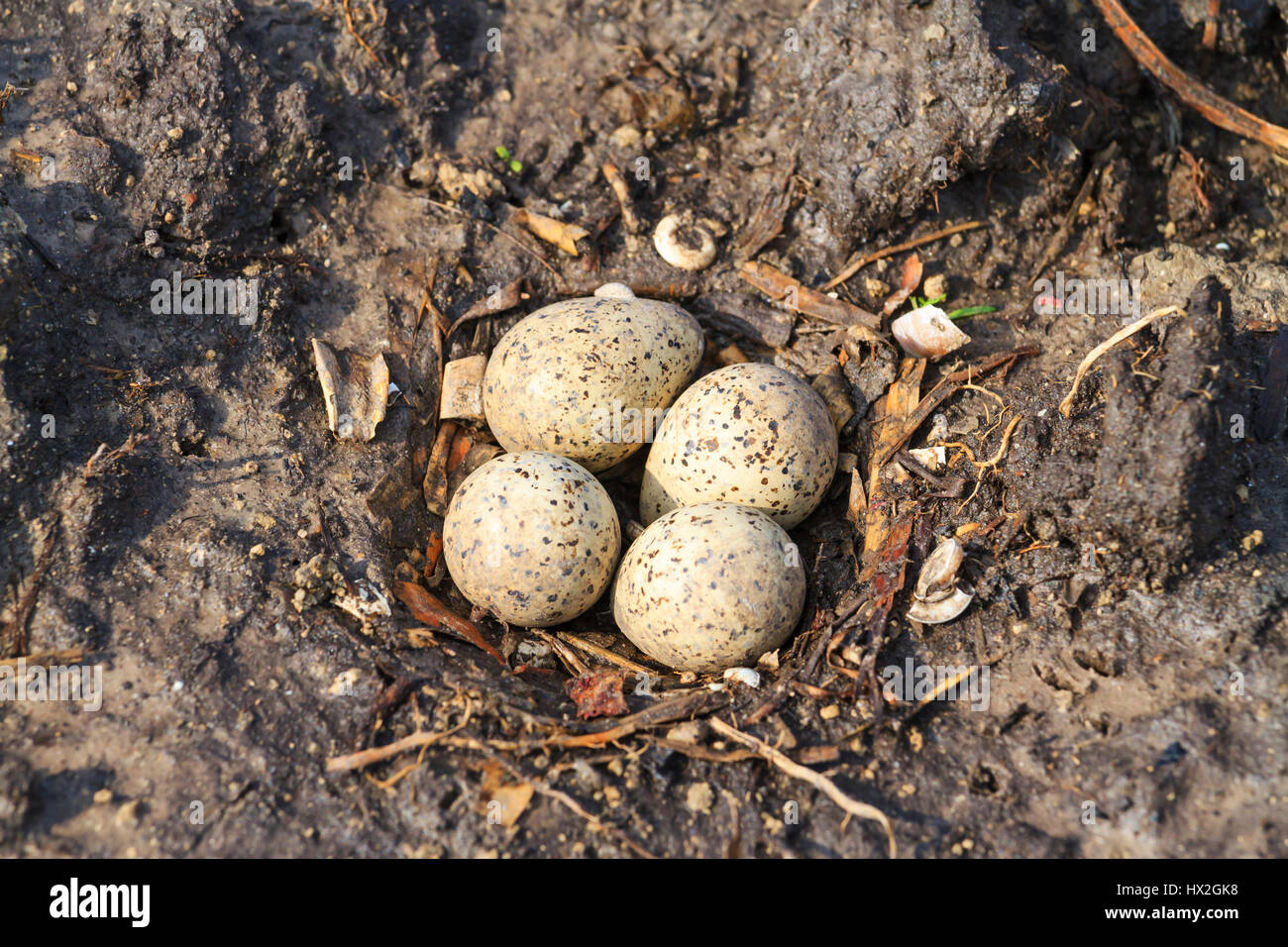 Sandpiper Nest auf dem Boden und vier Eiern, neue Generation, die Zucht, Saison, Nest, Küken Stockfoto