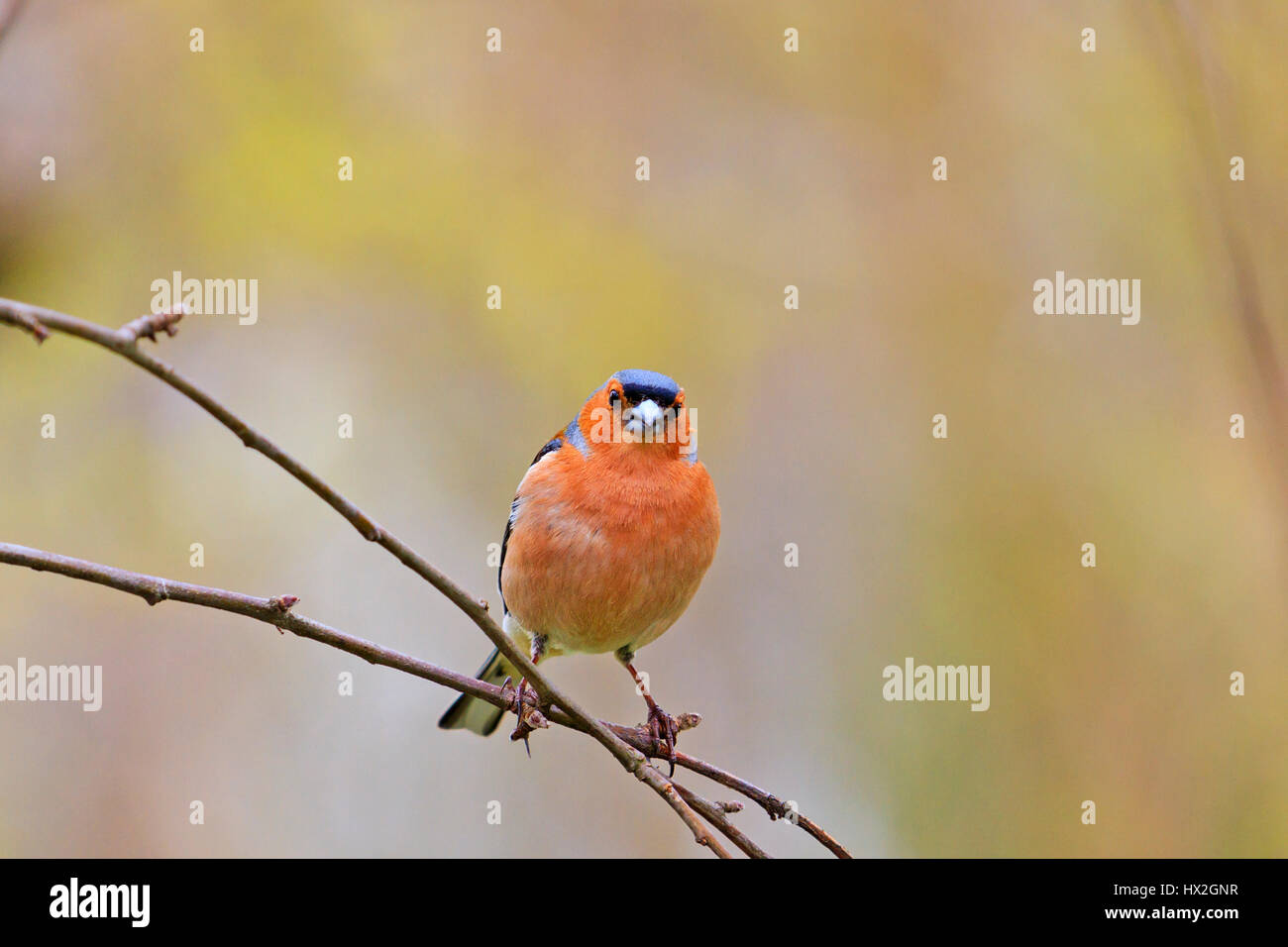 Buchfink im Frühling sitzt auf einem dünnen Ast Frühling Vogelgezwitscher, schöne Melodie, die Vögel im Garten, die Vögel in Stockfoto