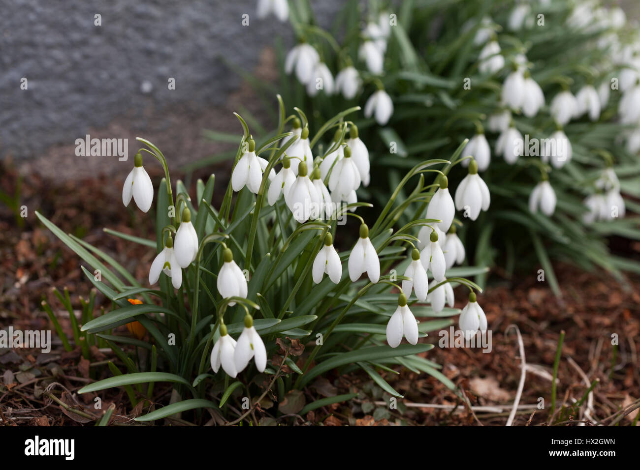 GALANTHUS NIVALIS Schneeglöckchen 2017 Stockfoto