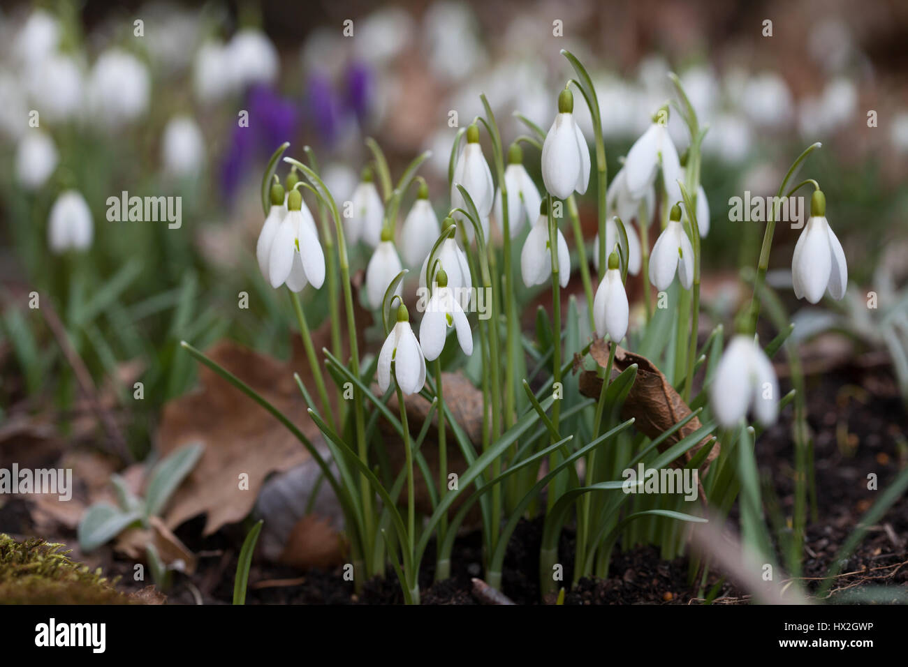 GALANTHUS NIVALIS Schneeglöckchen 2017 Stockfoto