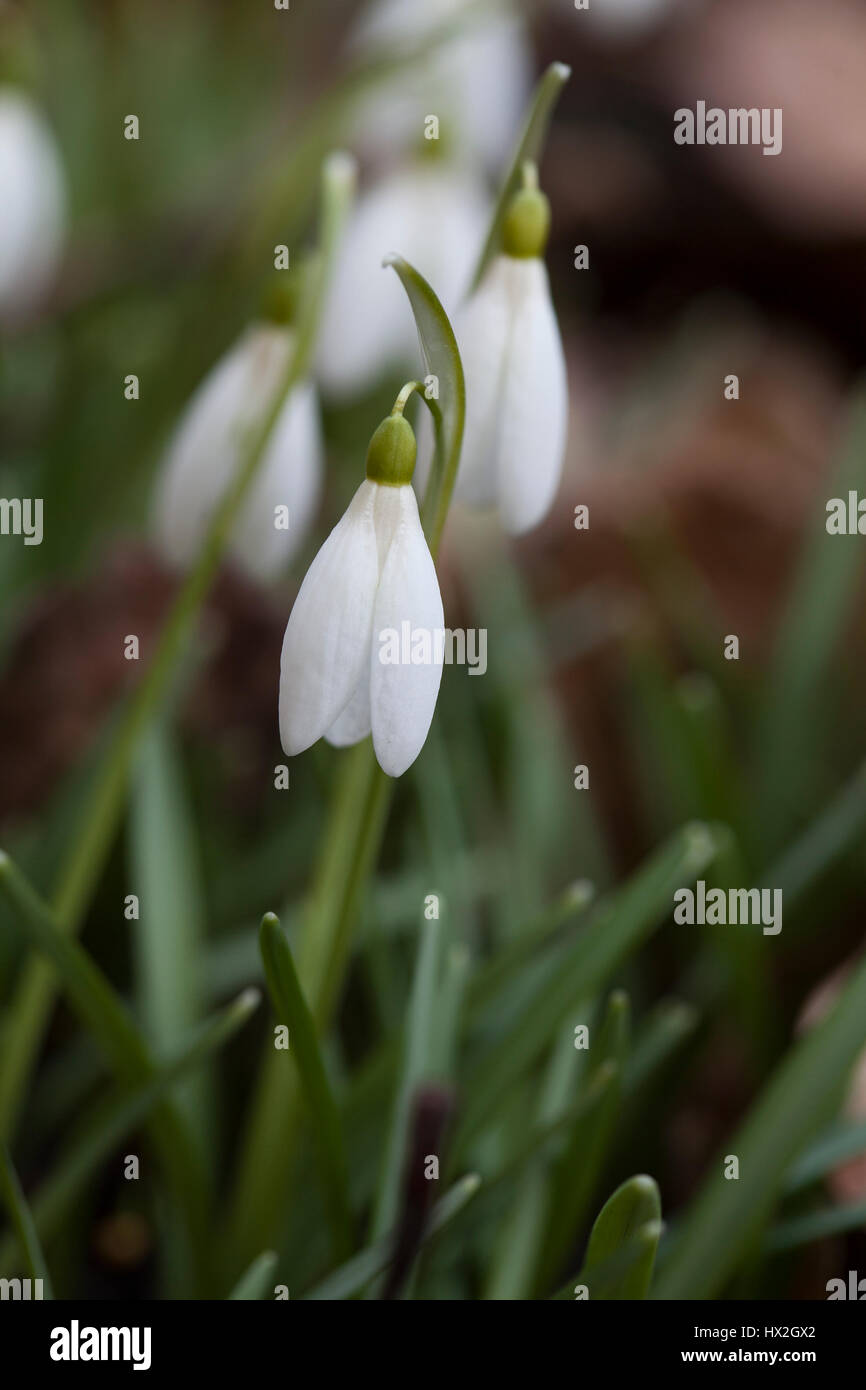 GALANTHUS NIVALIS Schneeglöckchen 2017 Stockfoto