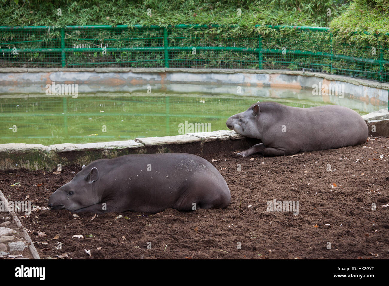 Brasilianische Tapir (Tapirus Terrestris) in Barcelona Zoo, Spanien Stockfoto