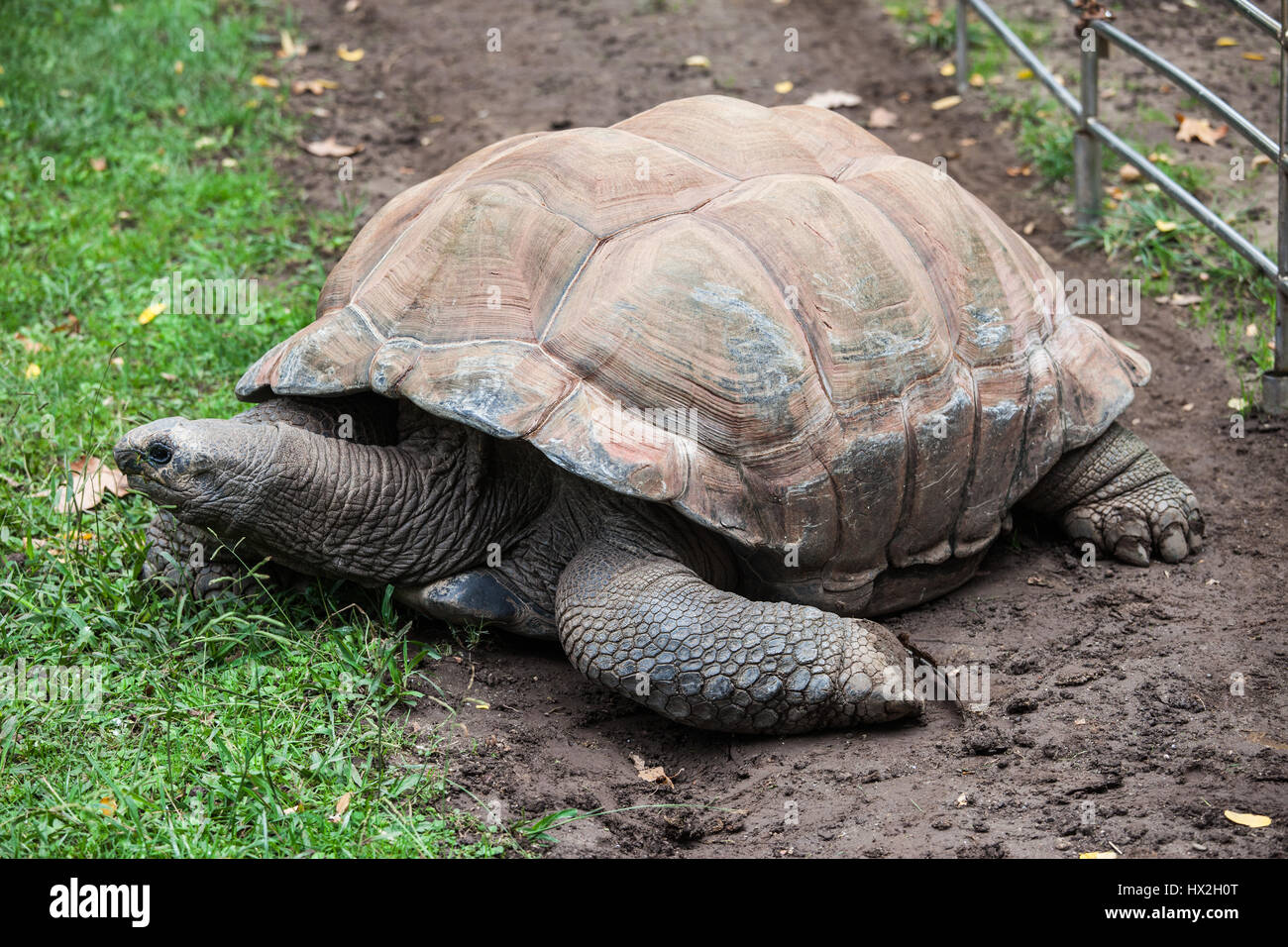 Aldabra-Riesenschildkröte (Aldabrachelys Gigantea) in Barcelona Zoo, Spanien Stockfoto