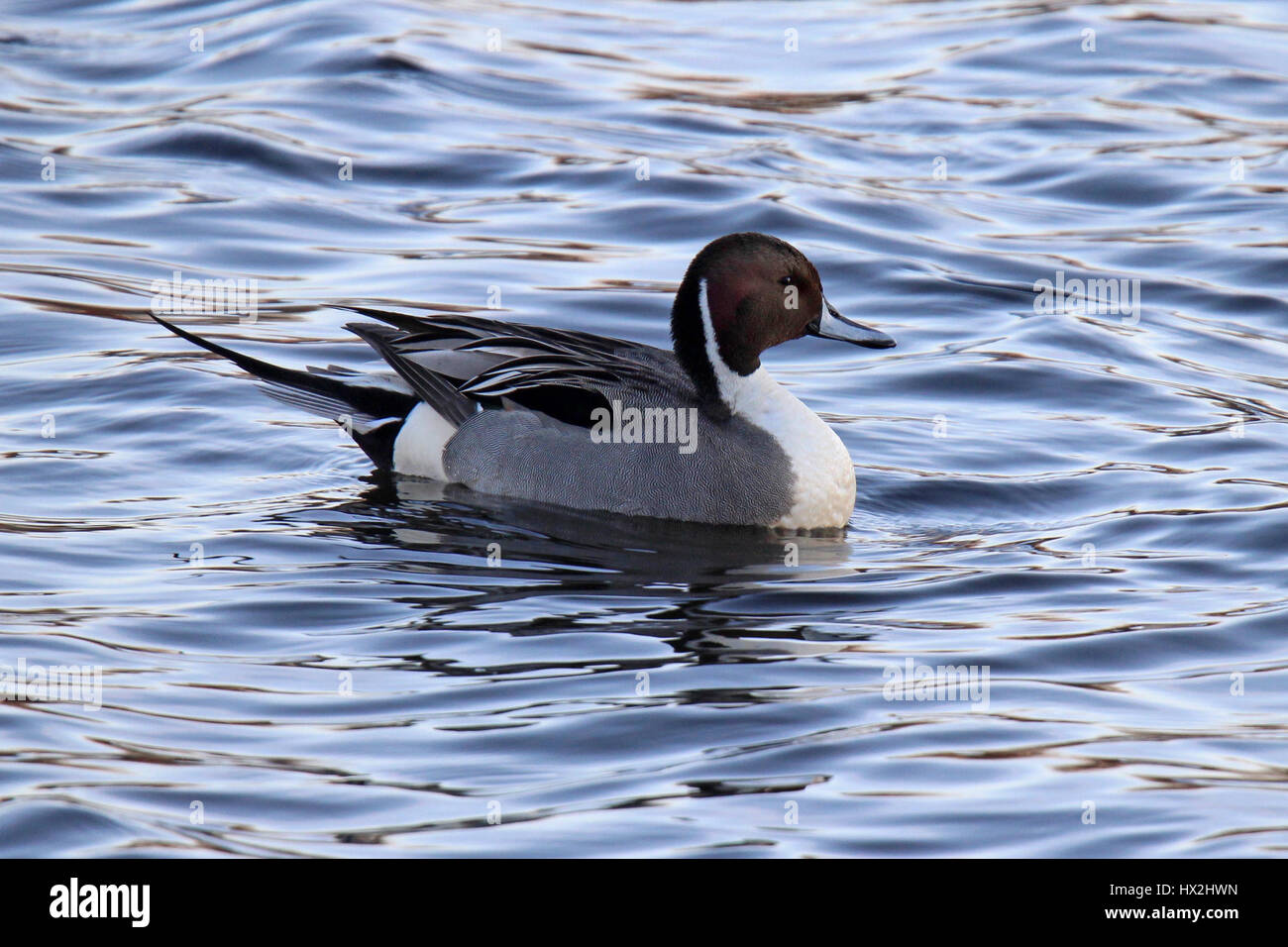 Eine männliche nördlichen Pintail Ente Anas Acuta schwimmen auf dem See. Stockfoto