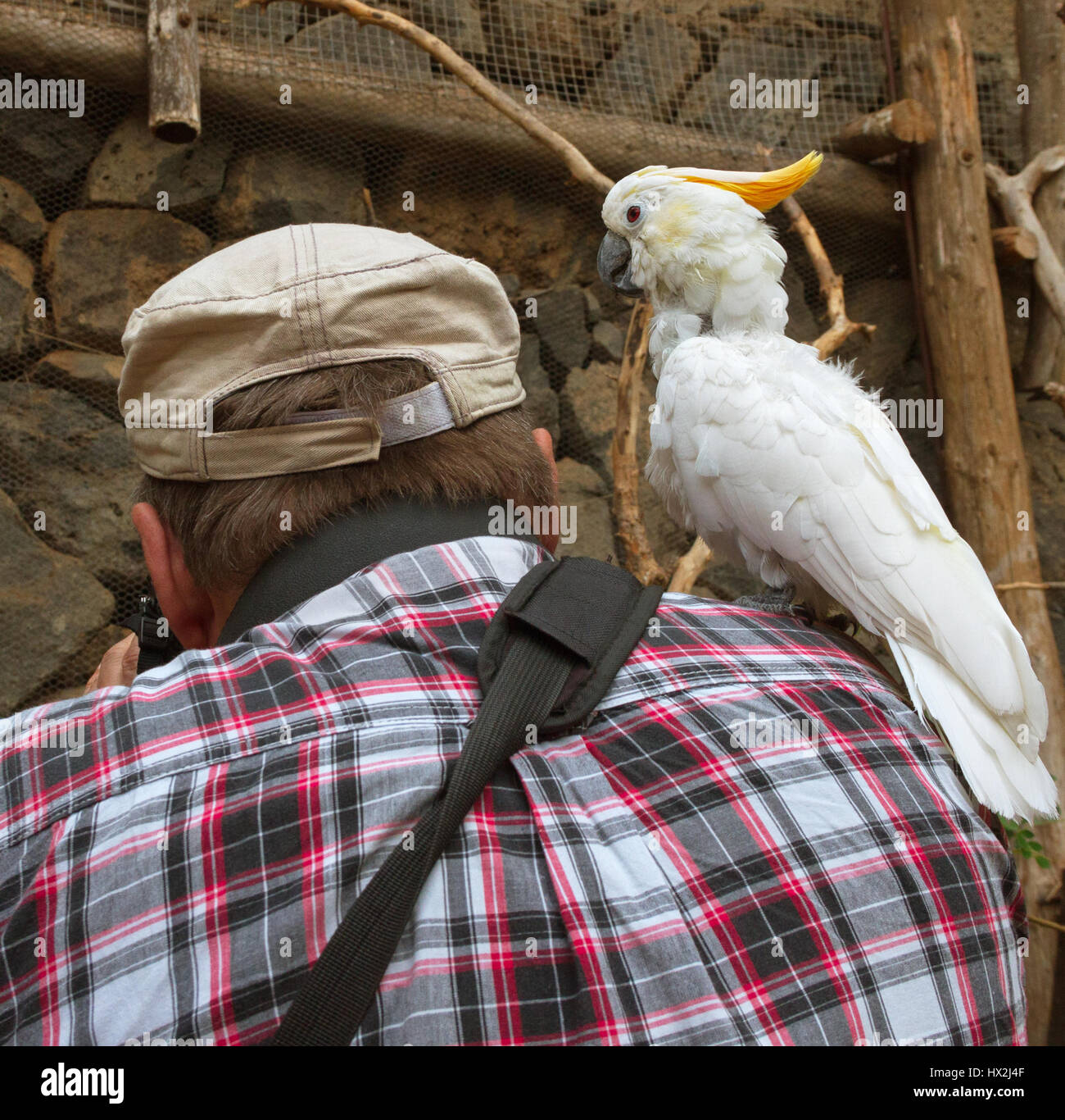 Fotograf und weiße Papagei im Jungle Park, Teneriffa, Kanarische Inseln,  Spanien Stockfotografie - Alamy