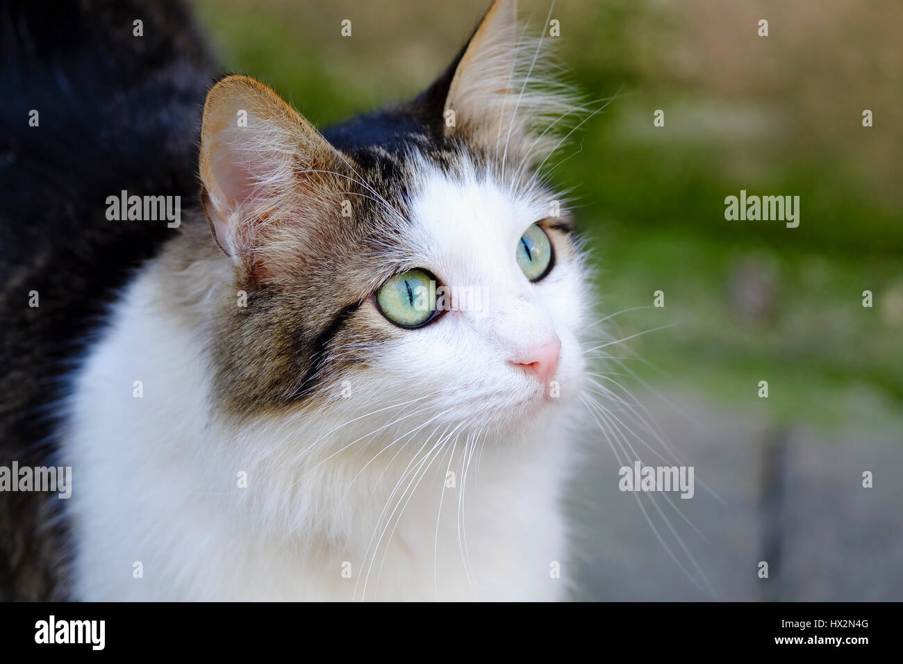 Wunderschöne grüne Augen und flauschige Katze Stockfoto