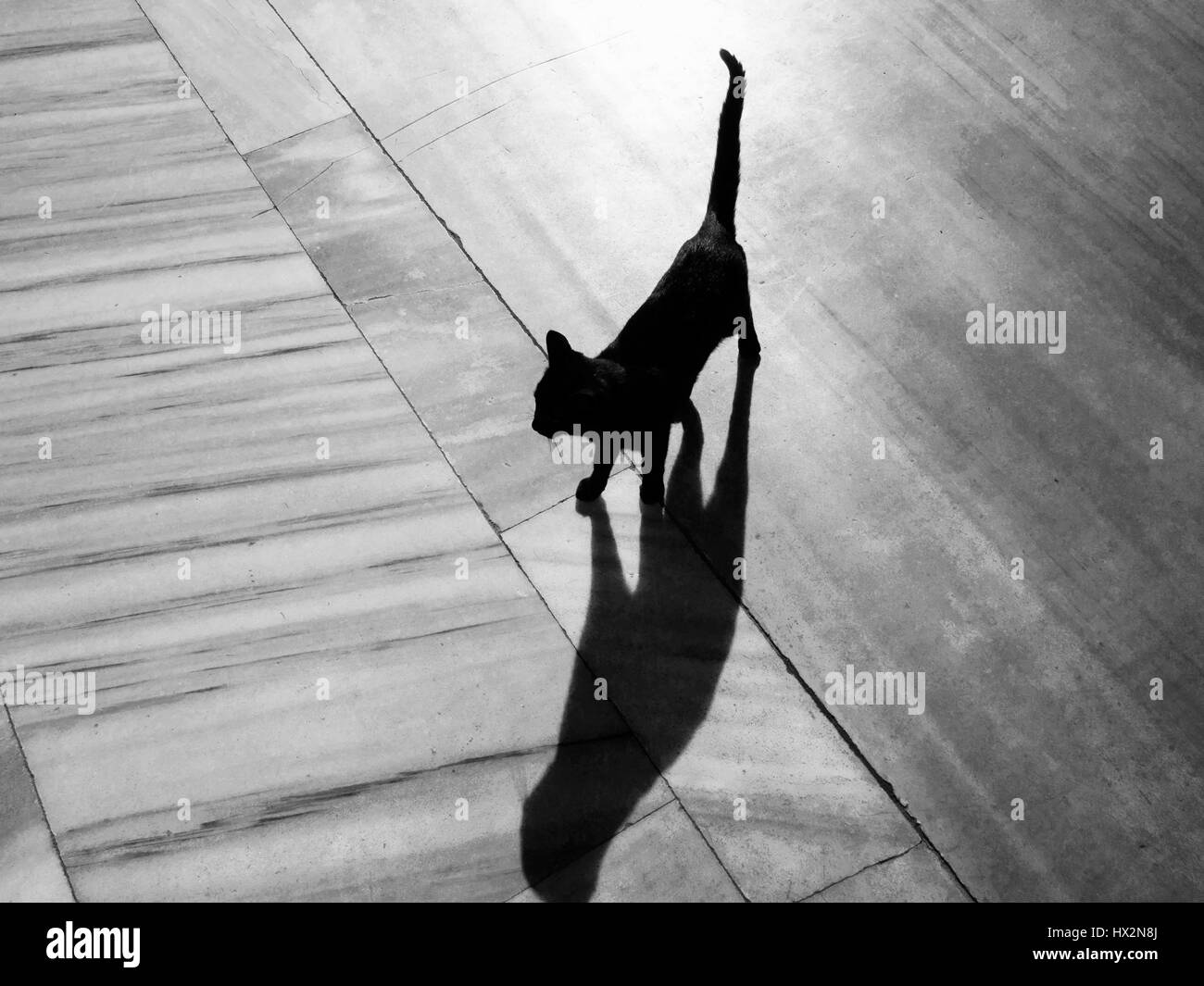 Schwarze Katze und Schatten auf EINEM Marmorboden Stockfoto