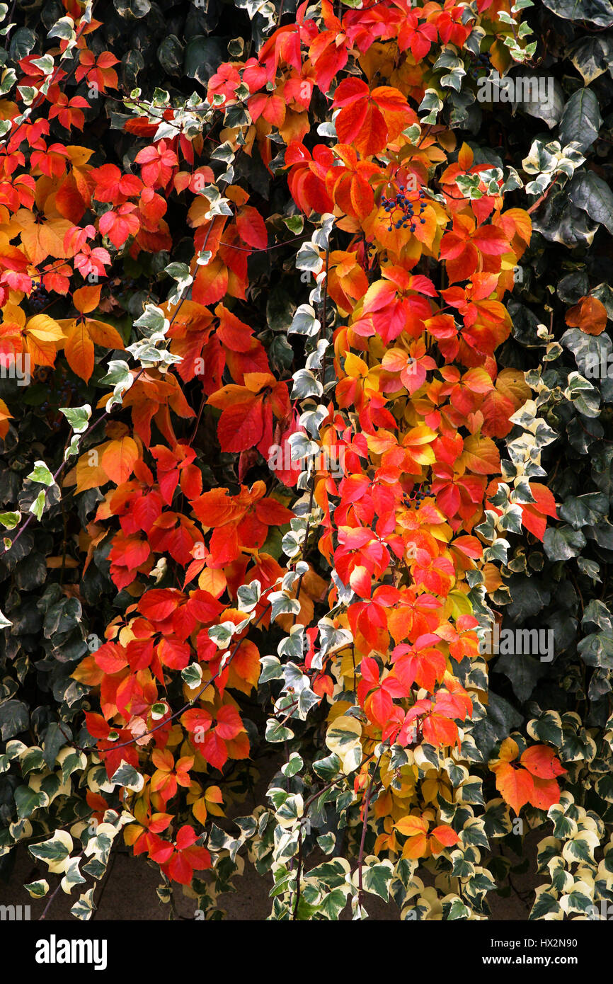 Rote Blätter im Herbst von Ivy Stockfoto