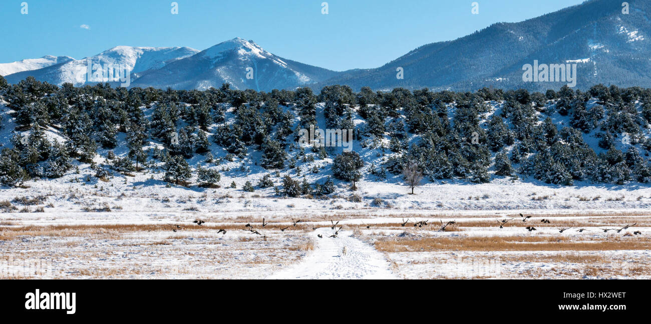 Kanadische Gänse abheben vom Schnee bedeckt Wiese, Vandaveer Ranch, Salida, Colorado, USA Stockfoto