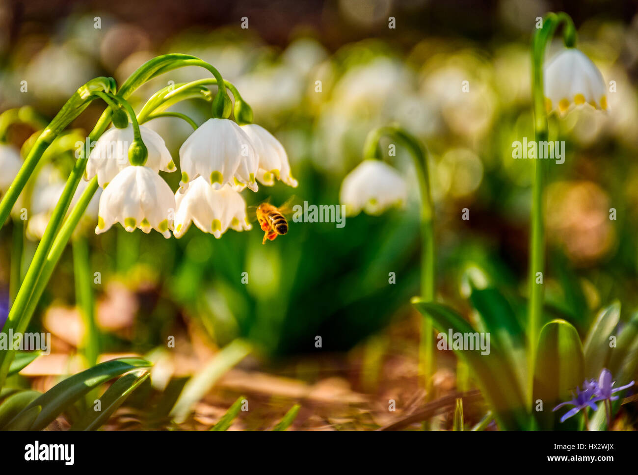 erste Blüten im Frühling. Frühling-Schneeflocke auch genannt Leucojum auf der Waldwiese in Bergen der Hintergrund jedoch unscharf. Snowbell Nahaufnahme. Stockfoto