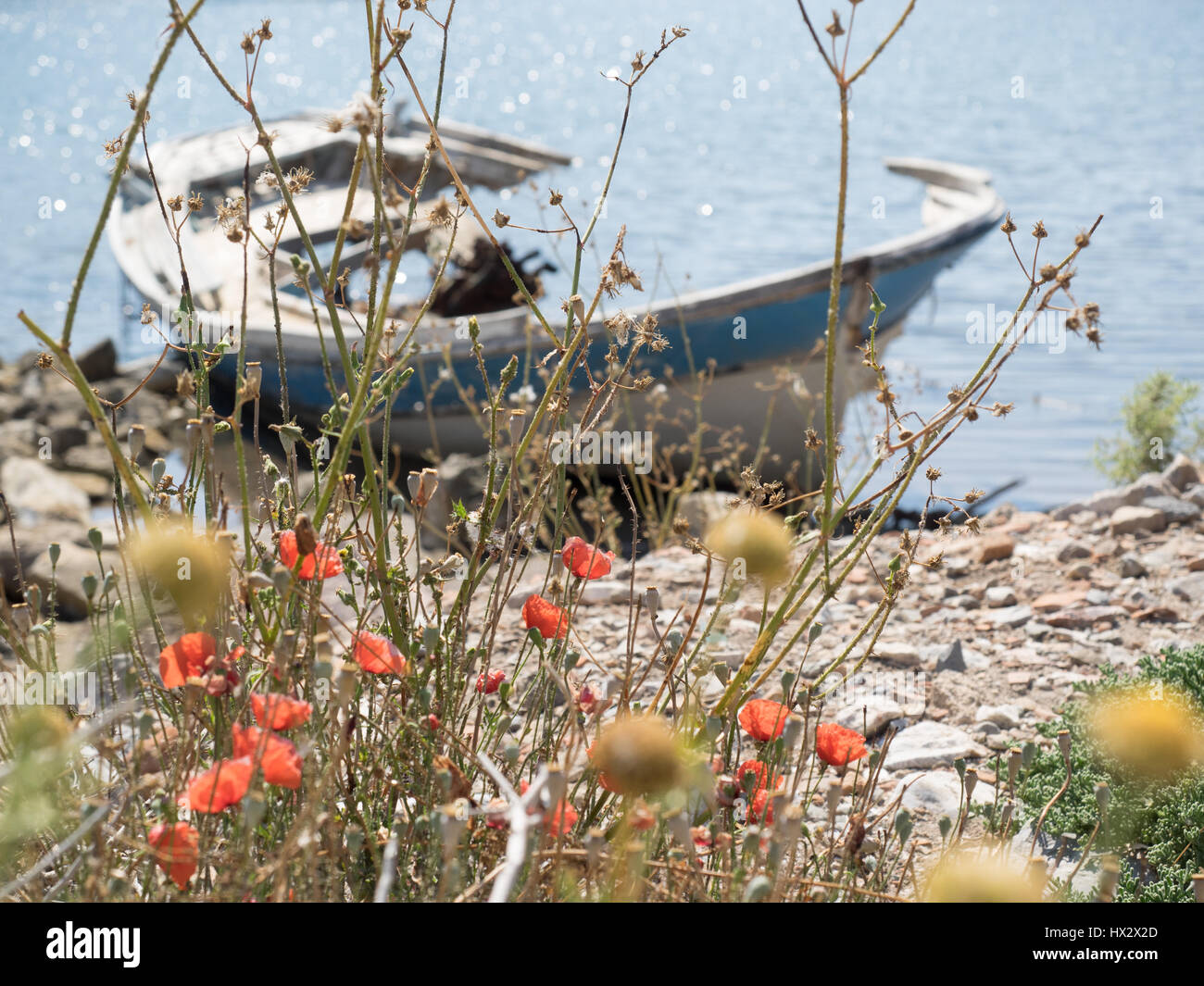ein Blick auf ein altes beschädigt aufgegeben Holz Holz-Jolle auf einem Stein Kiesstrand mit wilden Mohn Mohnblumen im Vordergrund, Türkei Stockfoto