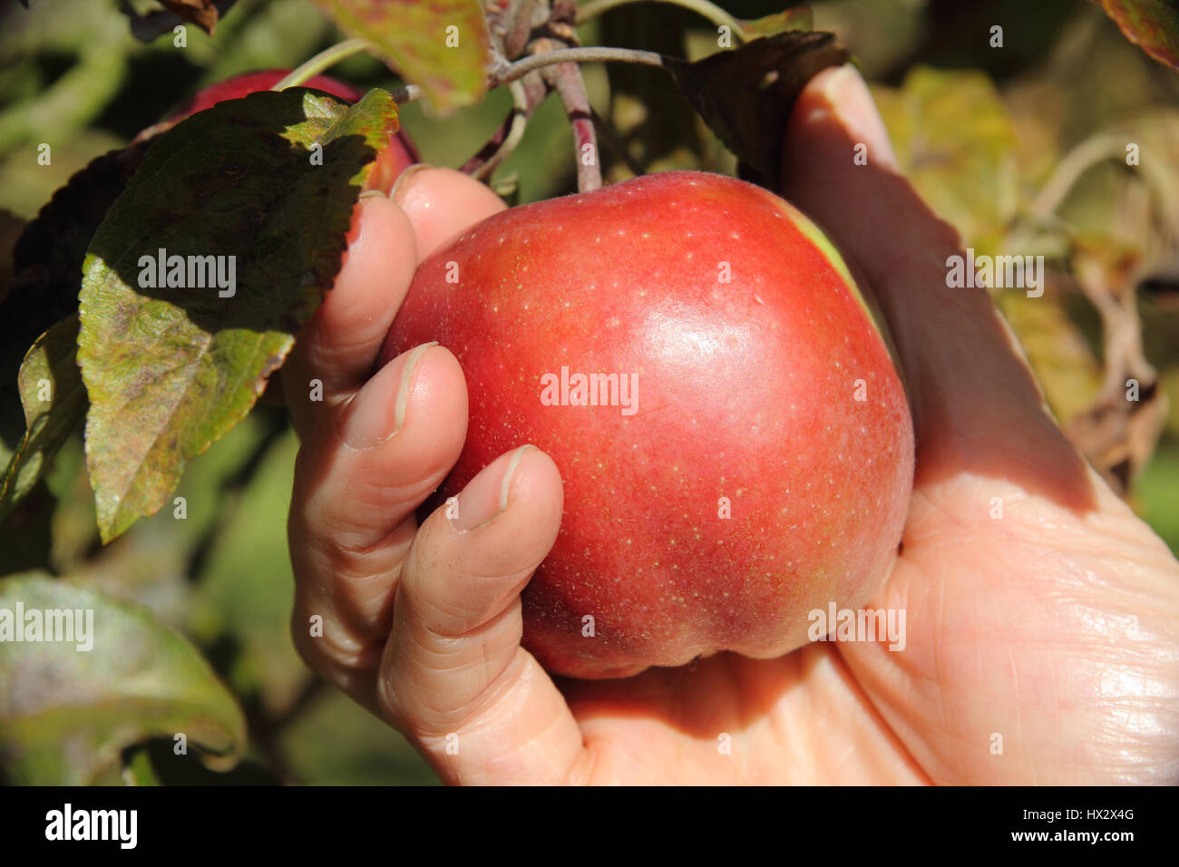 Eine hohle Hand unterstellt ist eine Reife Erbe Sorte Apfel in sanft Leben und Twist die Frucht, die bestimmen, ob es reif für die Ernte, UK Stockfoto