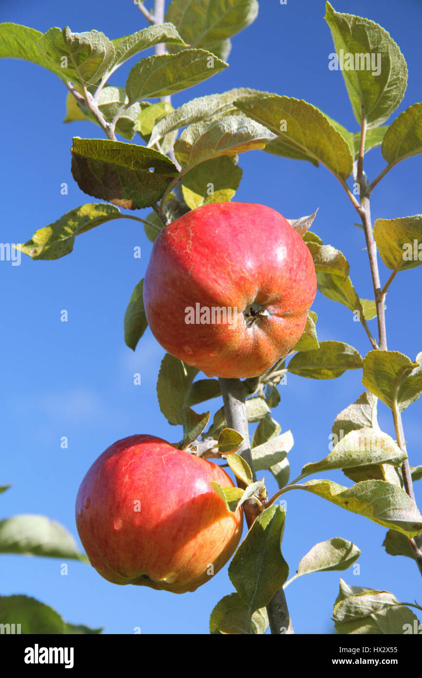 Tau getränkt reif Erbe-Sorte, die Äpfel von einem Baum Ast in einem englischen Obstgarten an einem sonnigen Oktobertag, UK hängen Stockfoto