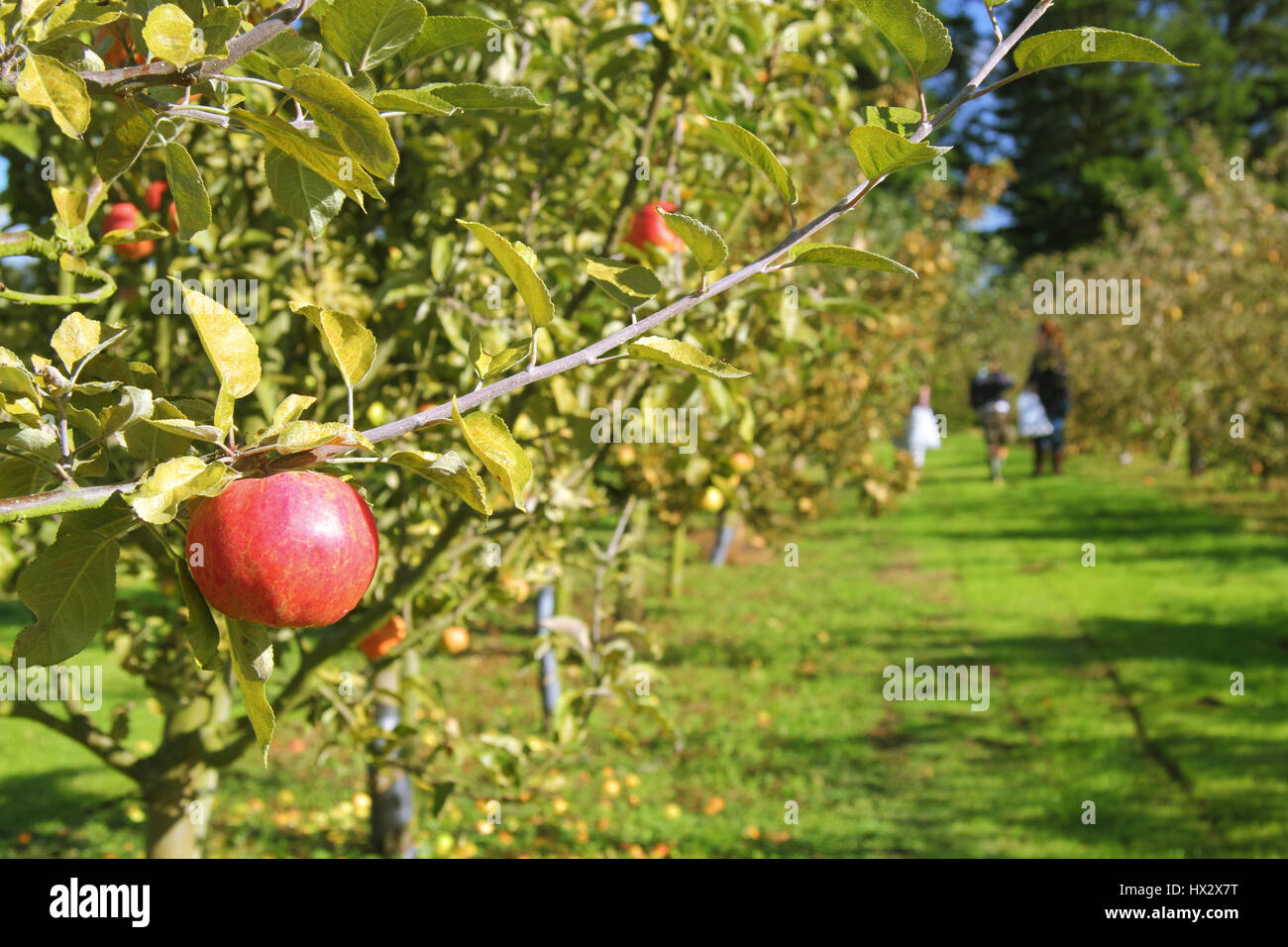 Besucher in Hempsall's Erbe Obstgarten am Osten Markham, Nottinghamshire's Village auf der Hauptversammlung des Dorfes Apple Tag Festival Stockfoto