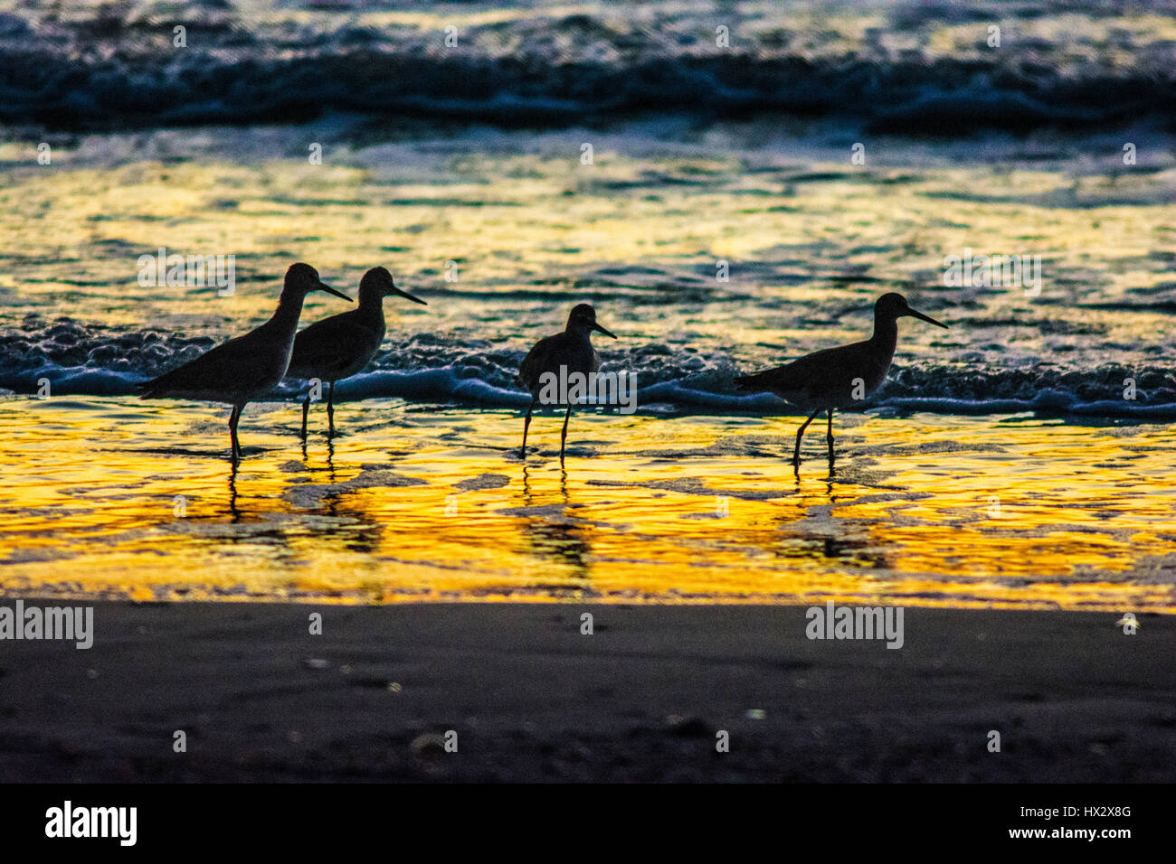 4 Vögel am Strand Sonnenuntergang Stockfoto