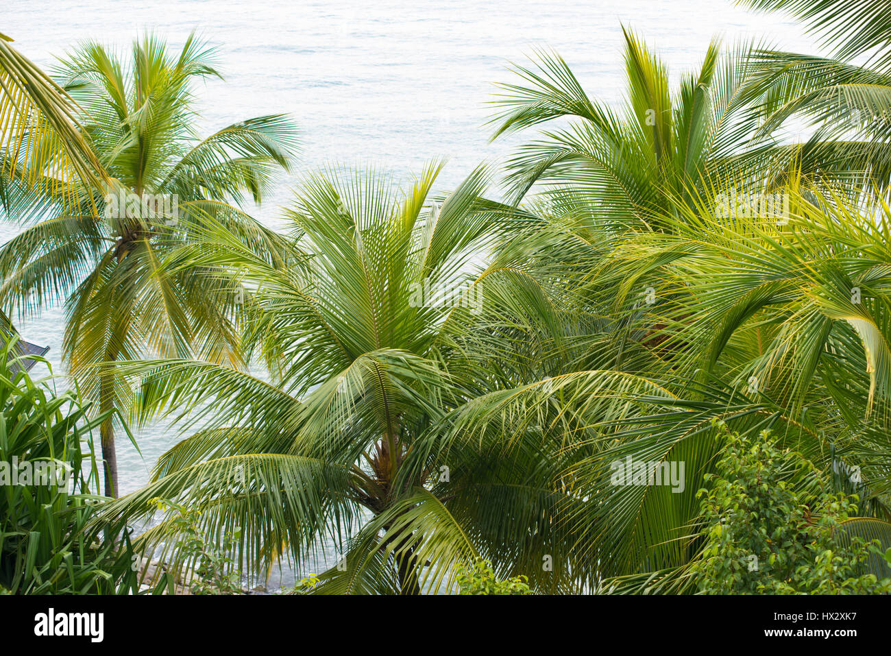 frische grüne tropische Palmen mit Meerwasser hinter Stockfoto