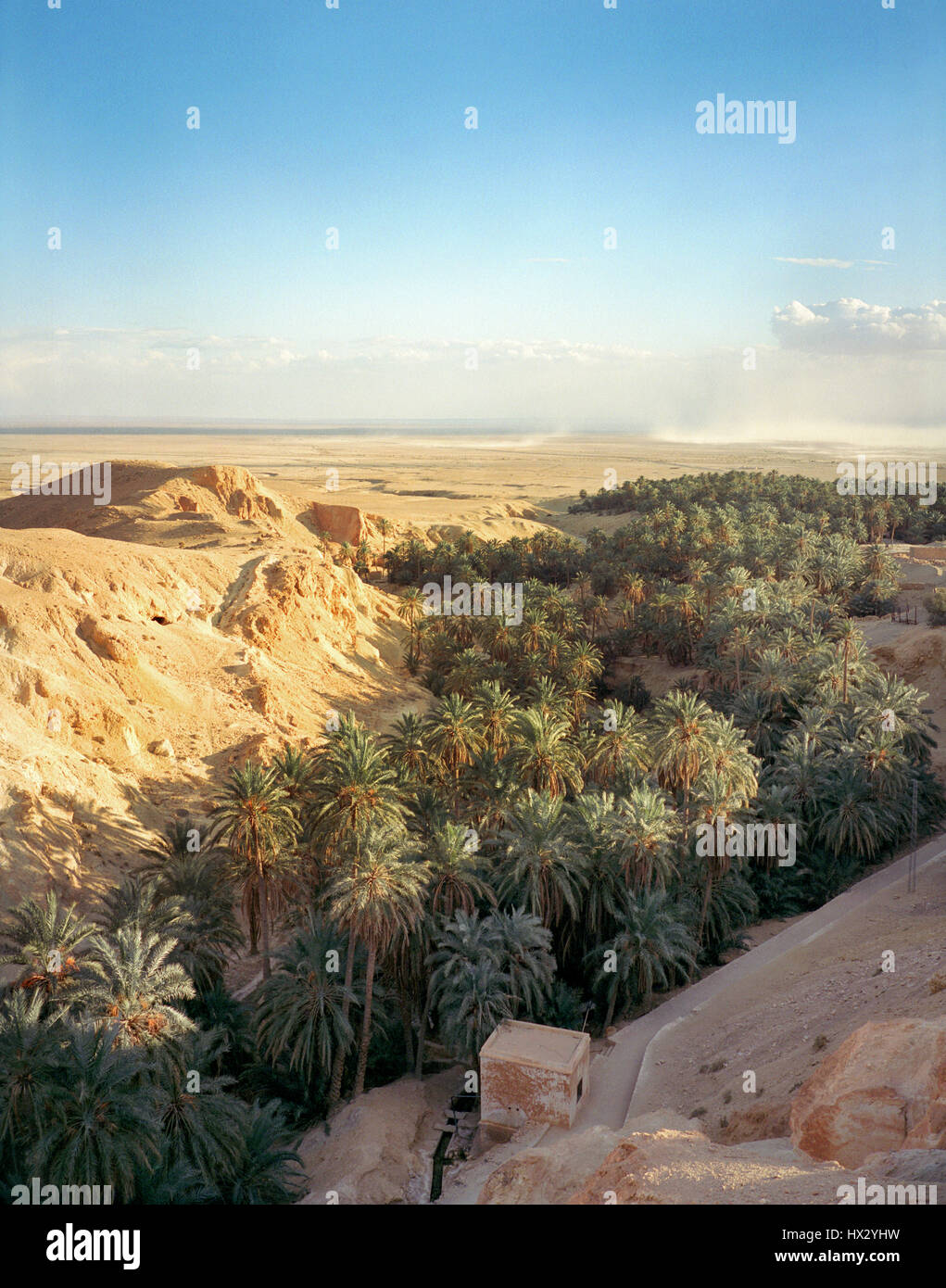 Ein Palmenhain in der Wüstenstadt Nefta. Strafjustiz, Afrika Stockfoto