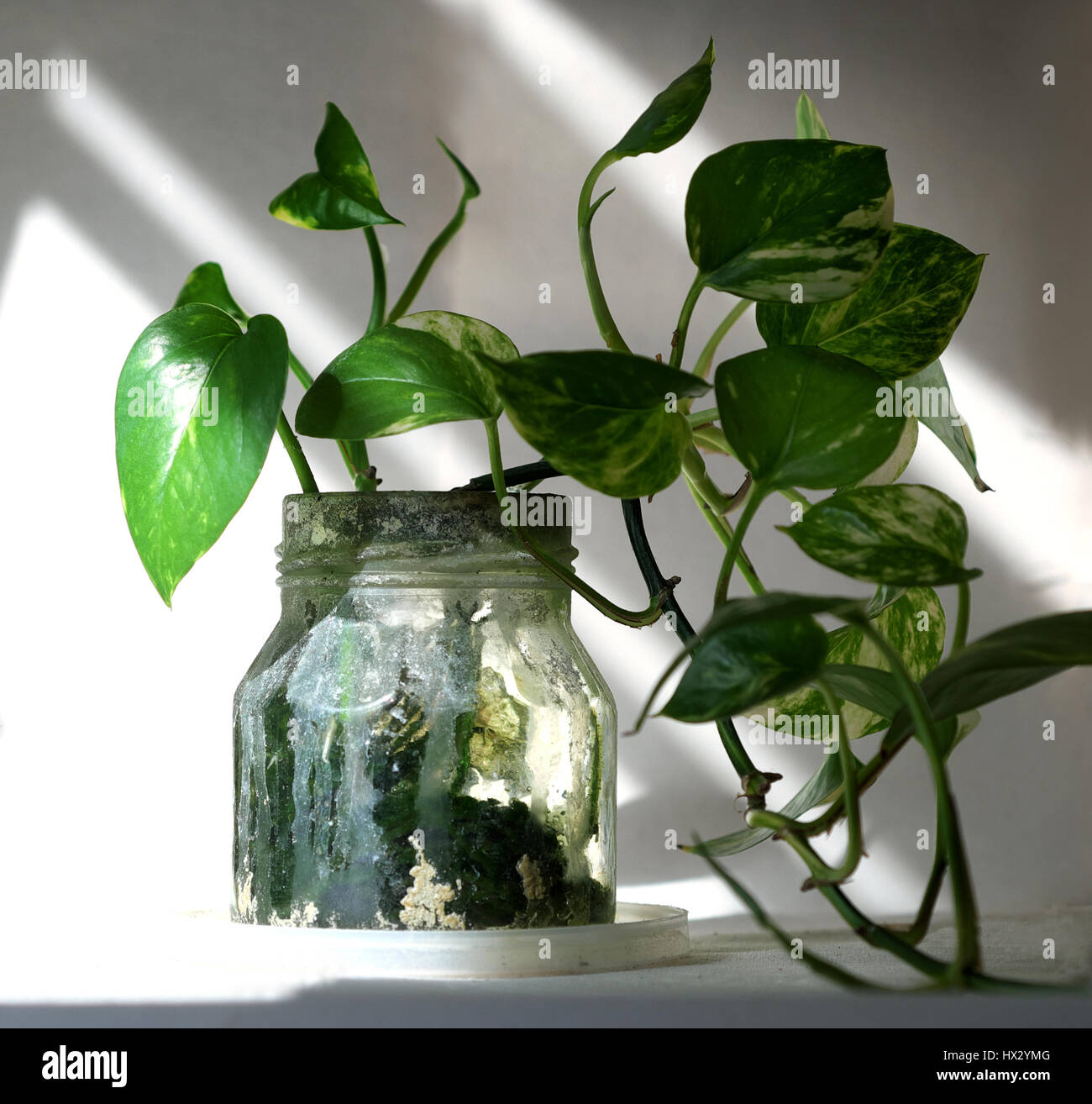 Philodendron Pflanzen im Glas; Hydrokultur Stockfotografie - Alamy
