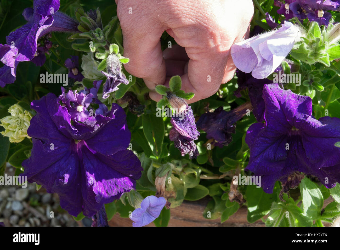 DEADHEADING Petunie Pflanze Stockfoto