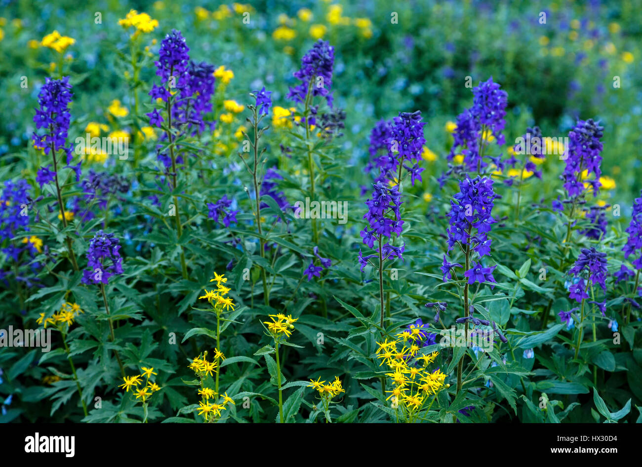 Wildblumen, Big Horn Gulch, San Juan Berge, in der Nähe von Silverton, Colorado USA Stockfoto