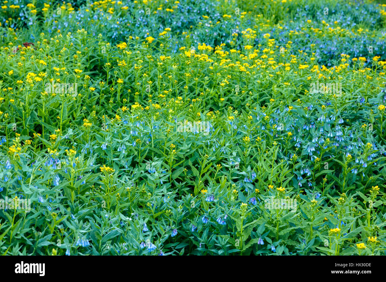 Wildblumen, Big Horn Gulch, San Juan Berge, in der Nähe von Silverton, Colorado USA Stockfoto