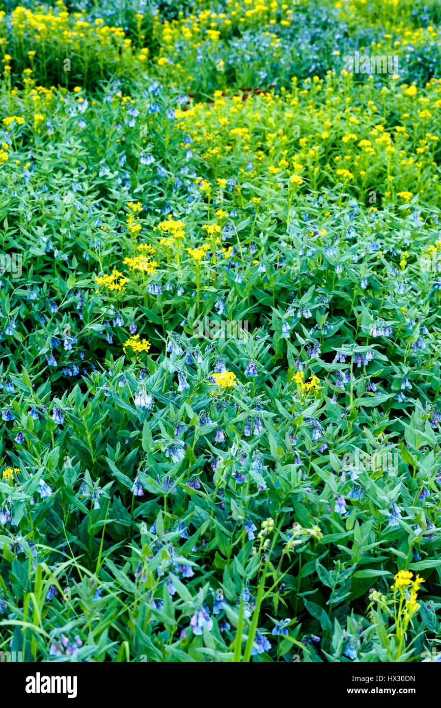 Wildblumen, Big Horn Gulch, San Juan Berge, in der Nähe von Silverton, Colorado USA Stockfoto