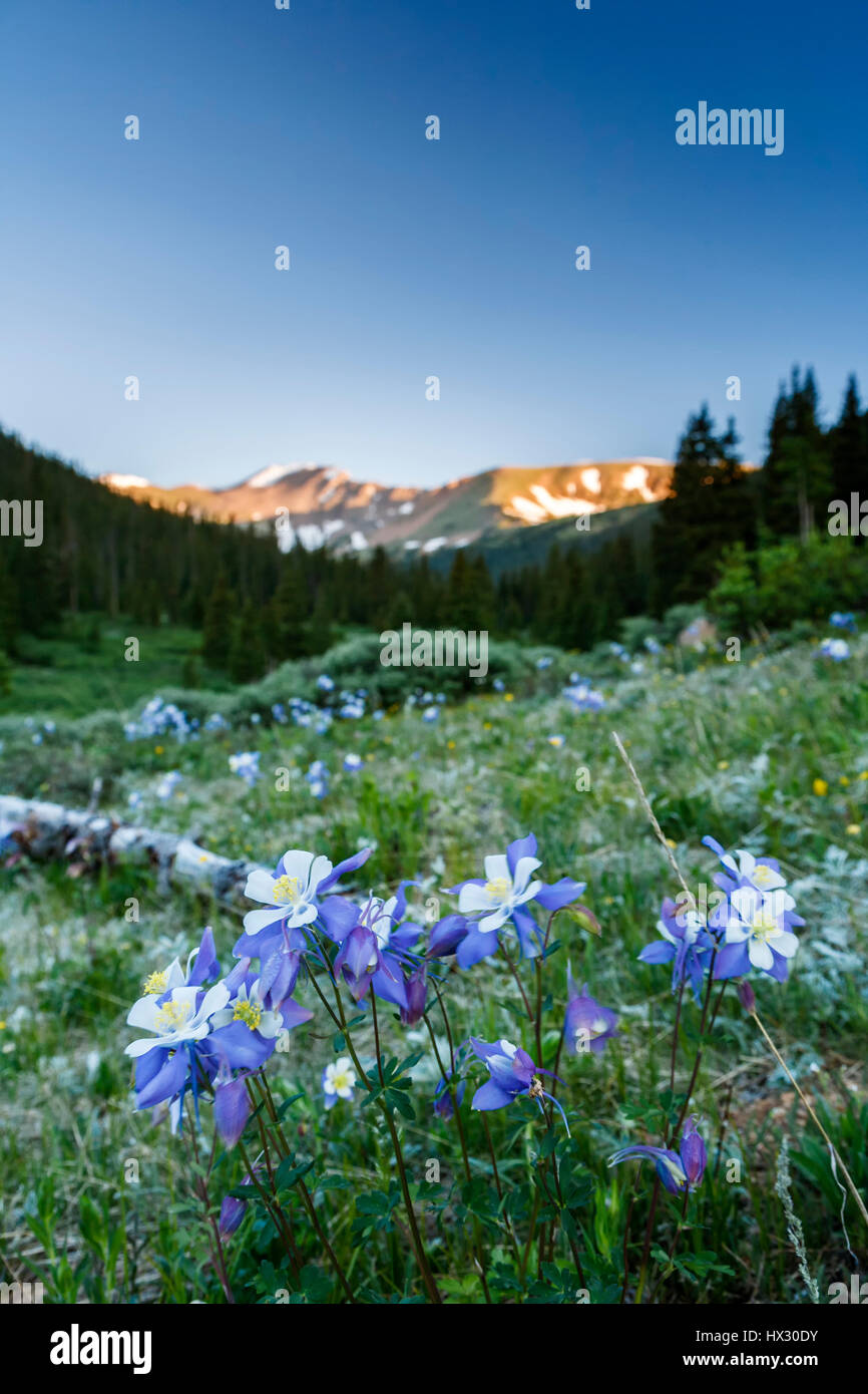 Columbines (Aquilegia caerulea) und Berge, Herman Gulch Trail, Arapaho National Forest, Colorado USA Stockfoto