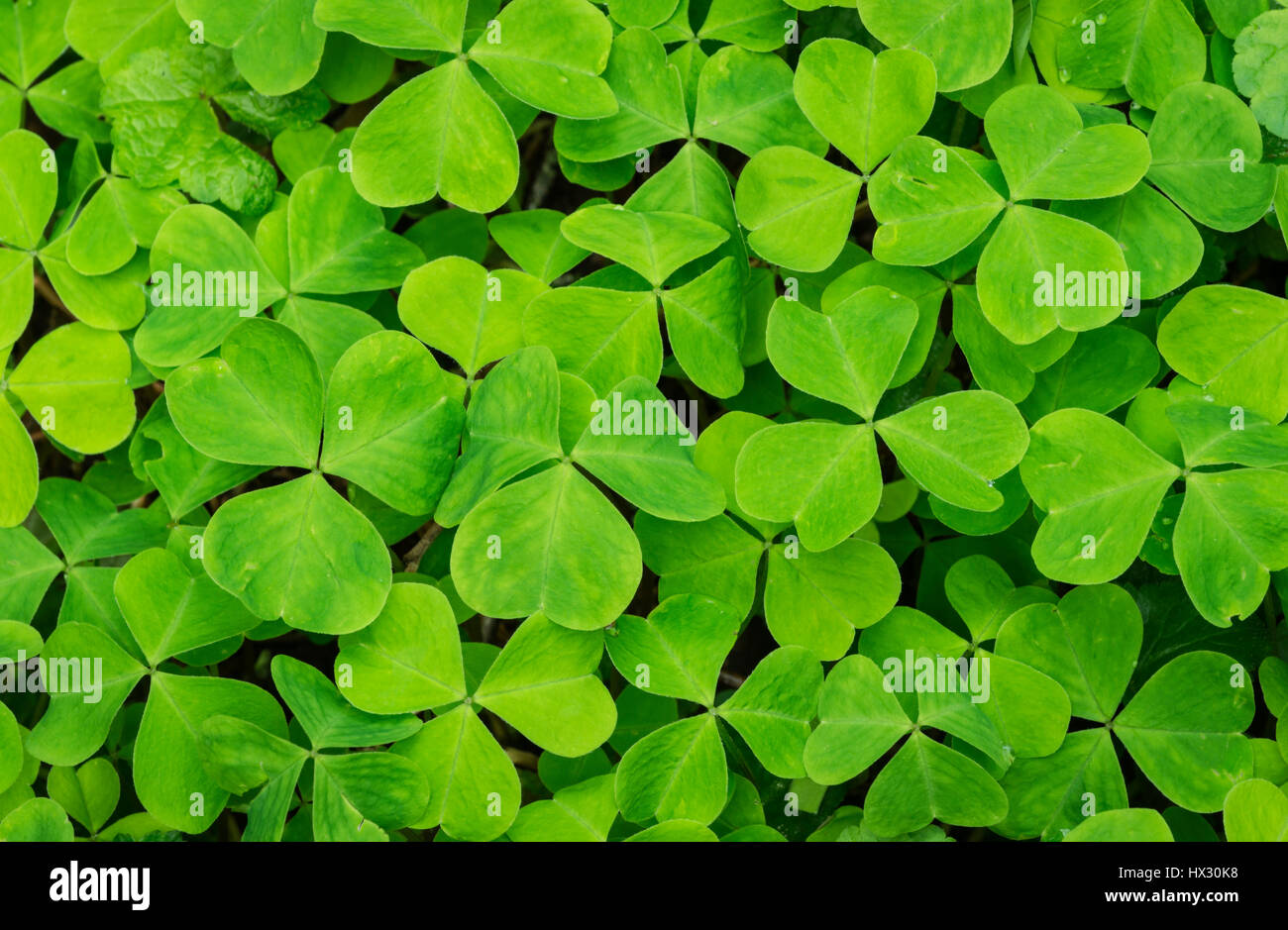 Oxalis oder Sauerklee; Alten Wachstum Höhenweg, Whittaker Creek Recreation Area, Oregon. Stockfoto