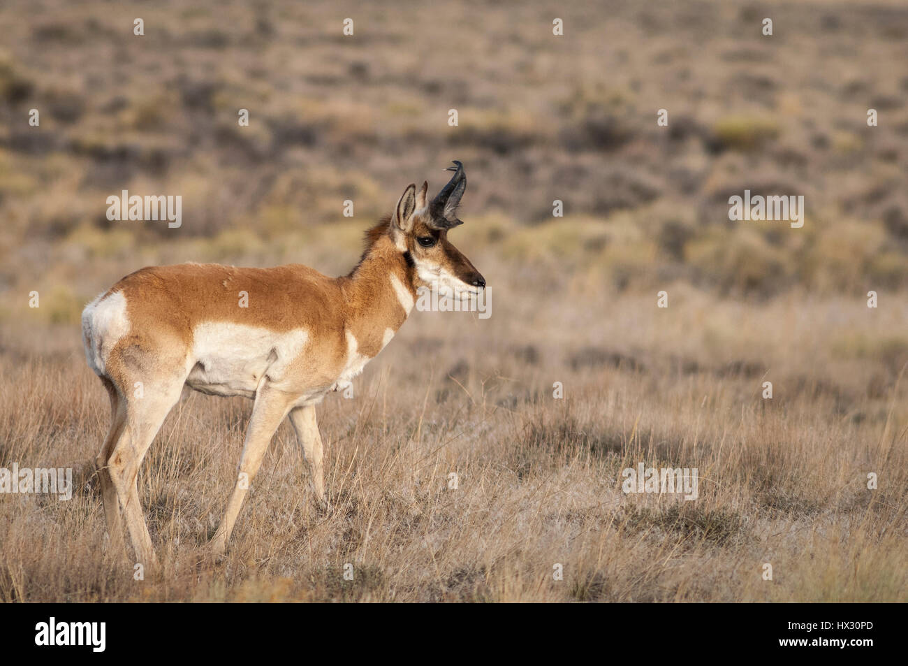 Gabelbock am Hart Mountain National Antelope Refuge im südöstlichen Oregon. Stockfoto