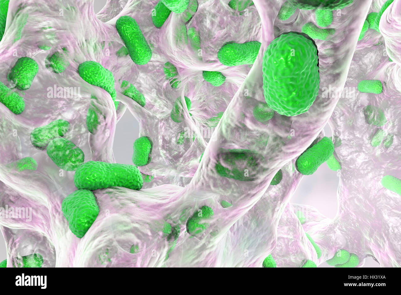 Multi-resistente Acinetobacter Baumannii Bakterien im Biofilm, Computer Bild. A.baumannii ist Gram-Negative, Oxidase negativ, aerobic, Coccobacillus. Es seit jeher natürliche Resistenz gegen mehrere Antibiotika. Es ist besonders resistent gegen Penicillin Chloramphenicol. Es bewirkt, dass Stockfoto