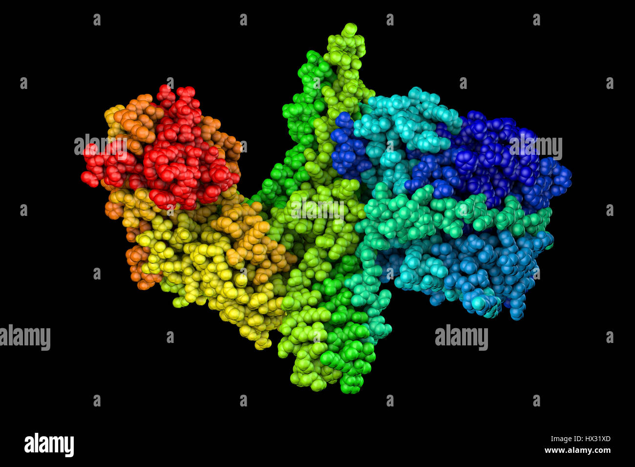 Computer-Modell zeigt die Struktur eines Moleküls von Nervengift Botulinumtoxin (BTX) Typ A. Diese neurotoxische Protein wird durch das Bakterium Clostridium Botulinum produziert und verwandten Arten. Es wird auch kommerziell produziert für Medizin-, Kosmetik- und Forschungszwecken, wo es in für die Behandlung von upper Motor Neuron Syndrom, fokale Hyperhidrose, Blepharospasmus, Strabismus, chronische Migräne und Bruxismus verwendet wird. Es ist auch weit verbreitet in kosmetische Behandlungen wie Botox-Injektionen. Stockfoto