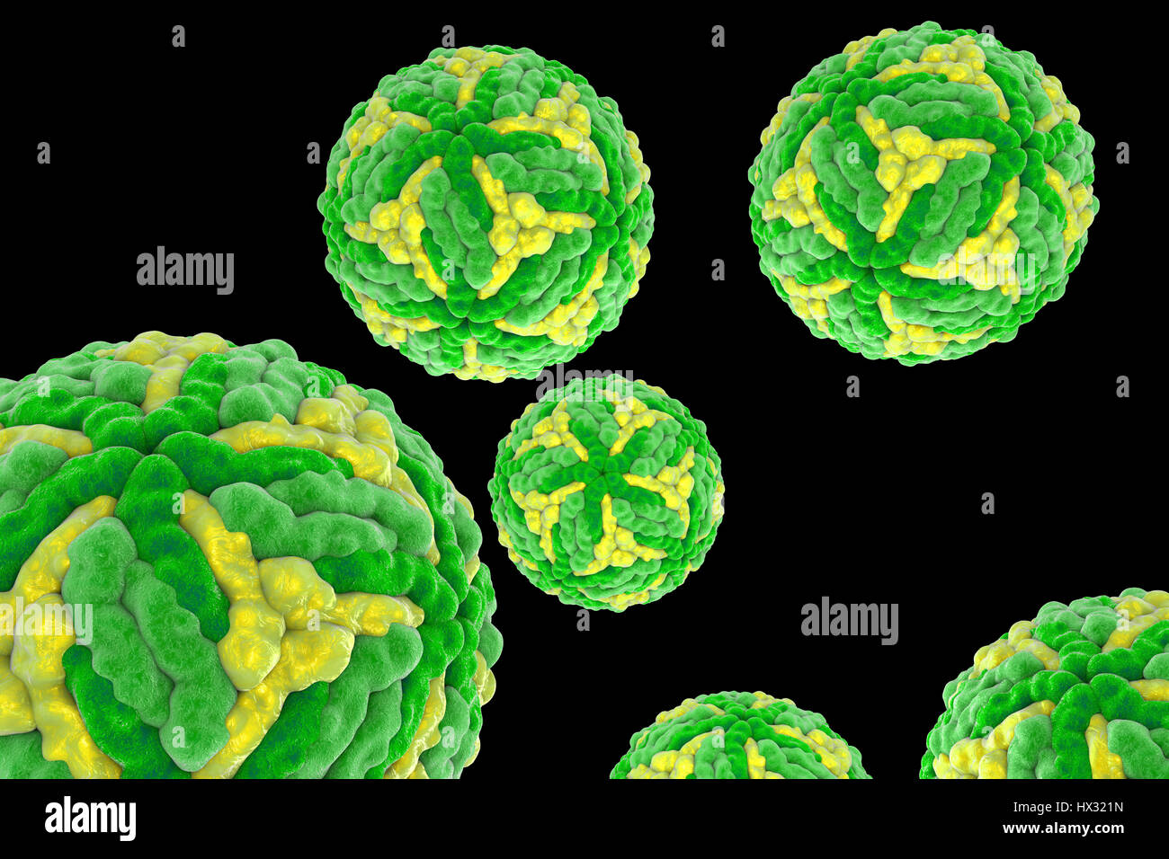 Japanische-Enzephalitis-Virus (JEV), Computer-Abbildung. JEV ist eine RNA (Ribonukleinsäure)-Virus aus der Familie der Flaviviridae. Es wird von Culex SP. Mücke übertragen und verursacht Enzephalitis (Entzündung des Gehirns). Stockfoto