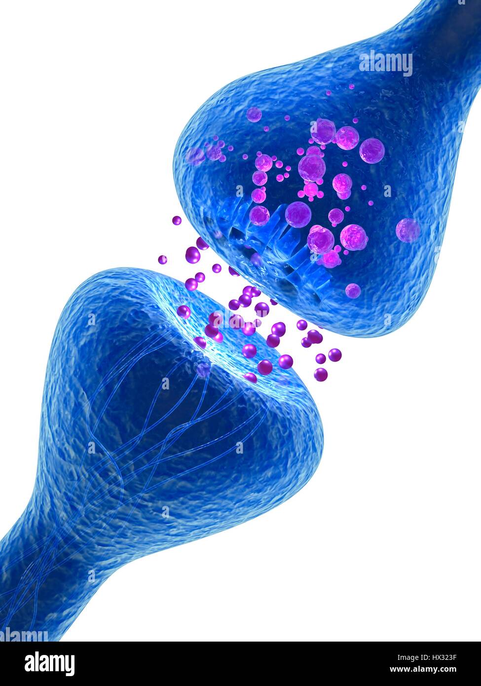 Synapse. Computer-Darstellung einer Synapse, die Verbindung zwischen zwei Neuronen. Synapsen übertragen elektrische Signale von einer Nervenzelle zur nächsten. Wenn das Signal die Synapse erreicht löst es die Freisetzung von Chemikalien, so genannte Neurotransmitter. Die Neurotransmitter überqueren eine mikroskopisch kleine Lücke, genannt der synaptischen Spalt und gelangen durch Kanäle in den Rezeptor Nervenzelle (oben), wo sie einen elektrischen Impuls auslösen. Stockfoto
